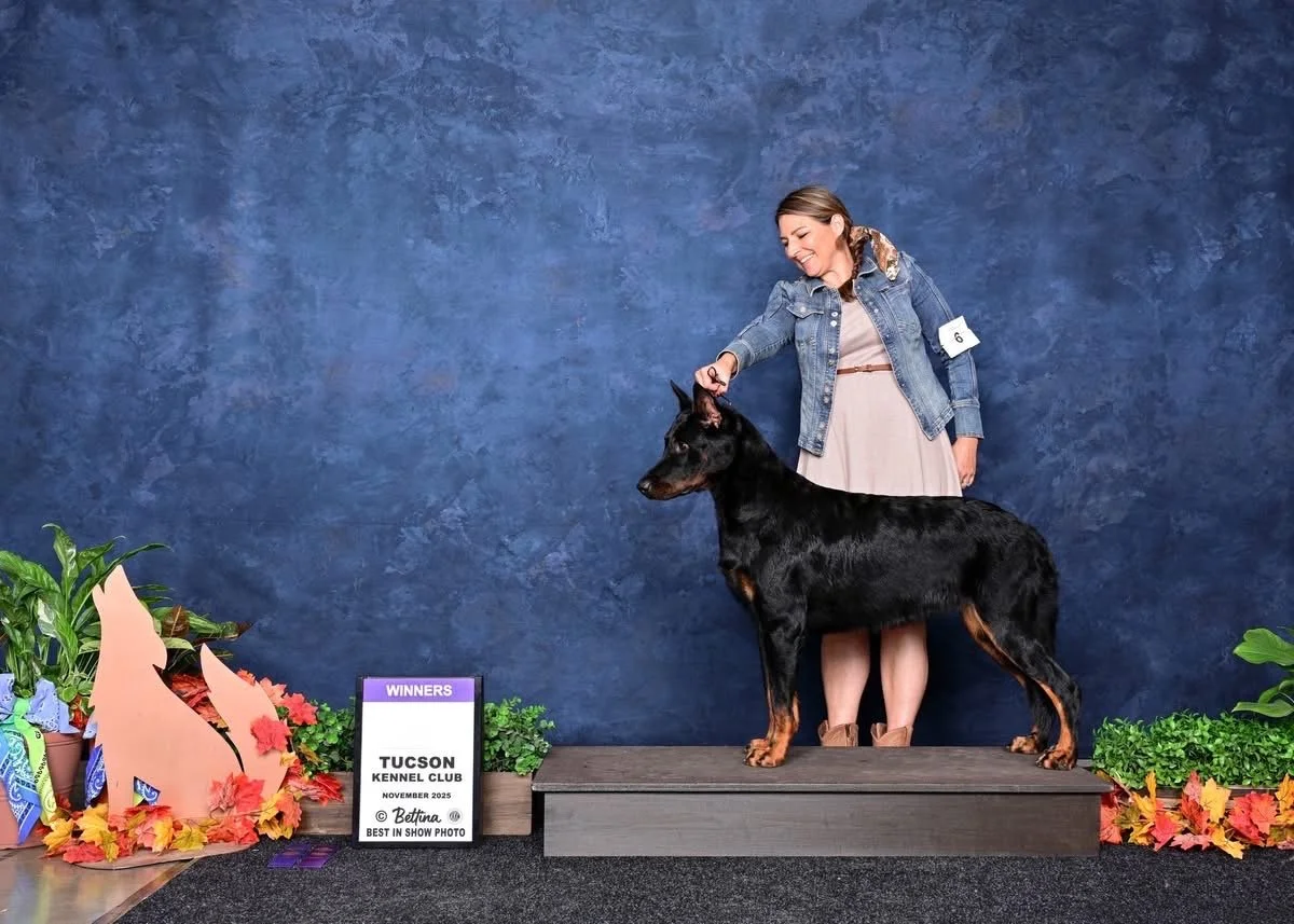 A woman in a light dress and denim jacket standing on a platform with a beauceron dog, at a dog show with autumn decorations and a sign indicating they won best in show photo at the Tucson Kennel Club in November 2023.