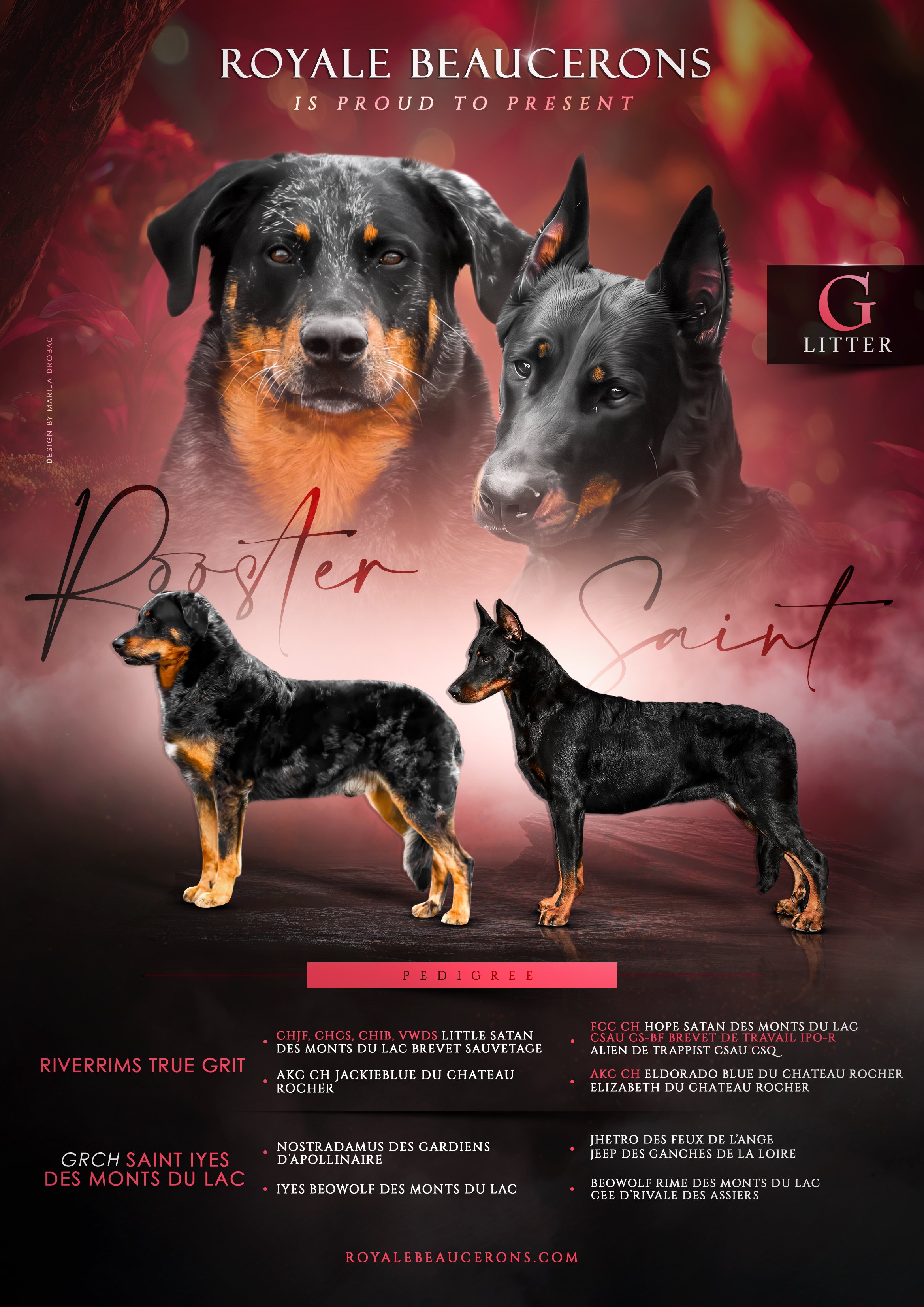 Promo poster for Royale Beaucerons, featuring two large Beauceron dogs with various litters and pedigrees listed. The background has a red and pink gradient with soft light effects.