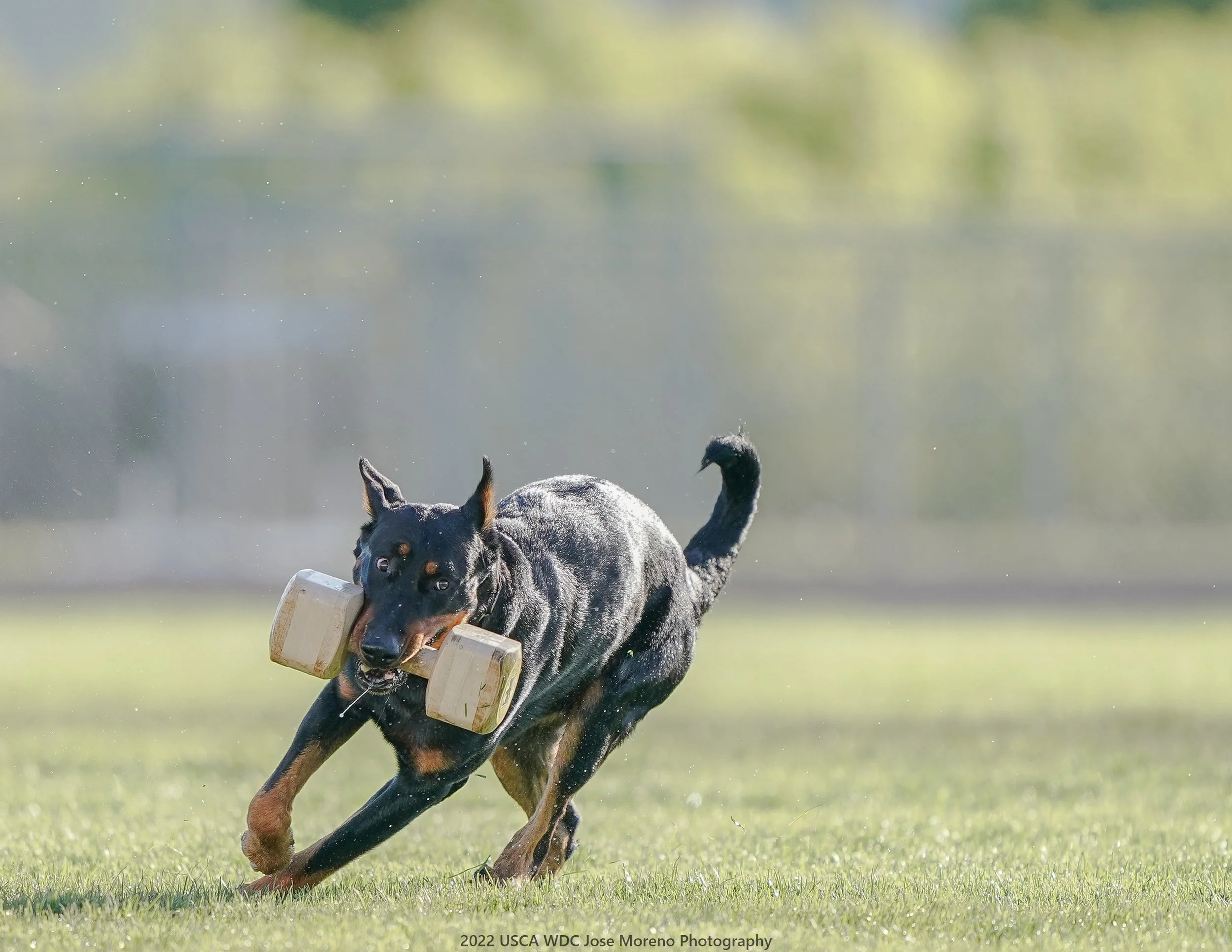 Beauceron Breeder located in San Diego, California