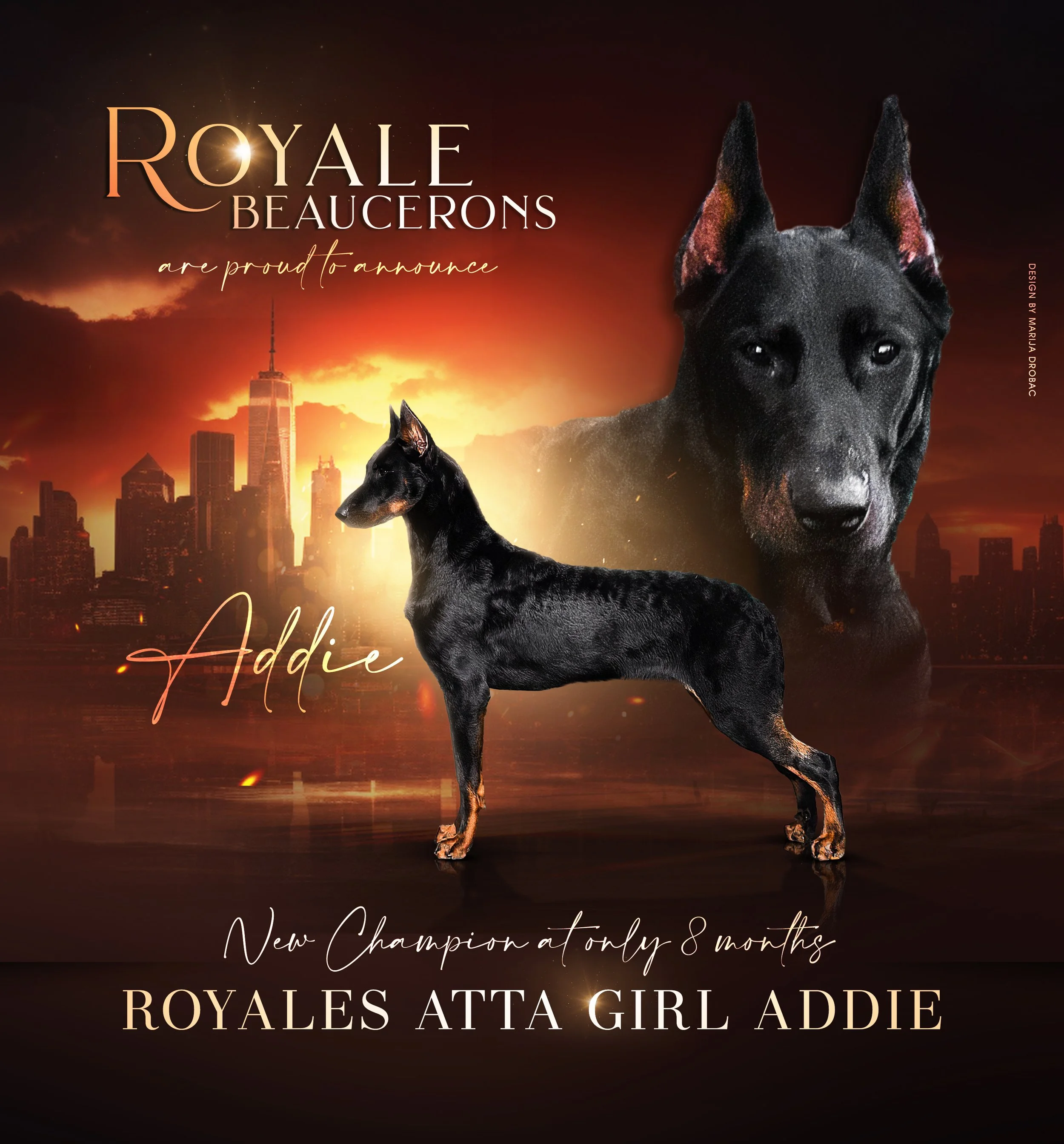 Beauceron Breeder located in San Diego, California