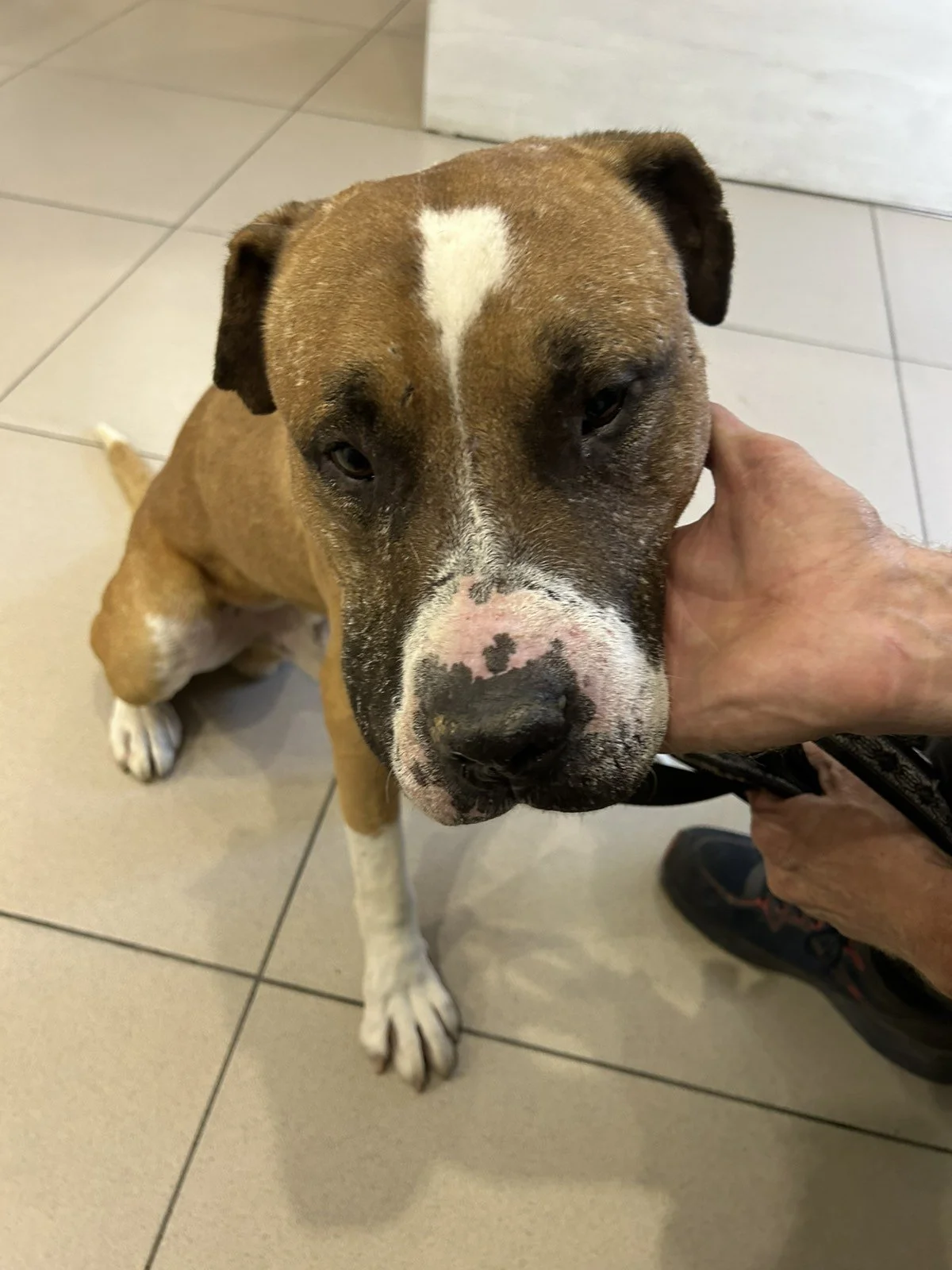 Spartacus - eine Hundehölle auf Erden