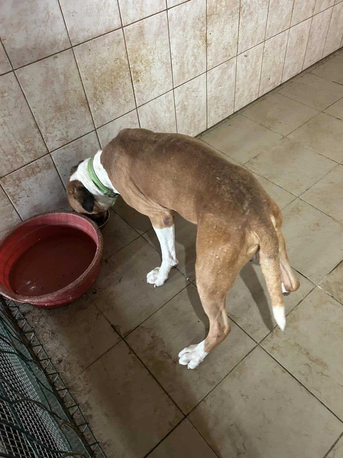 Spartacus im neuen Leben