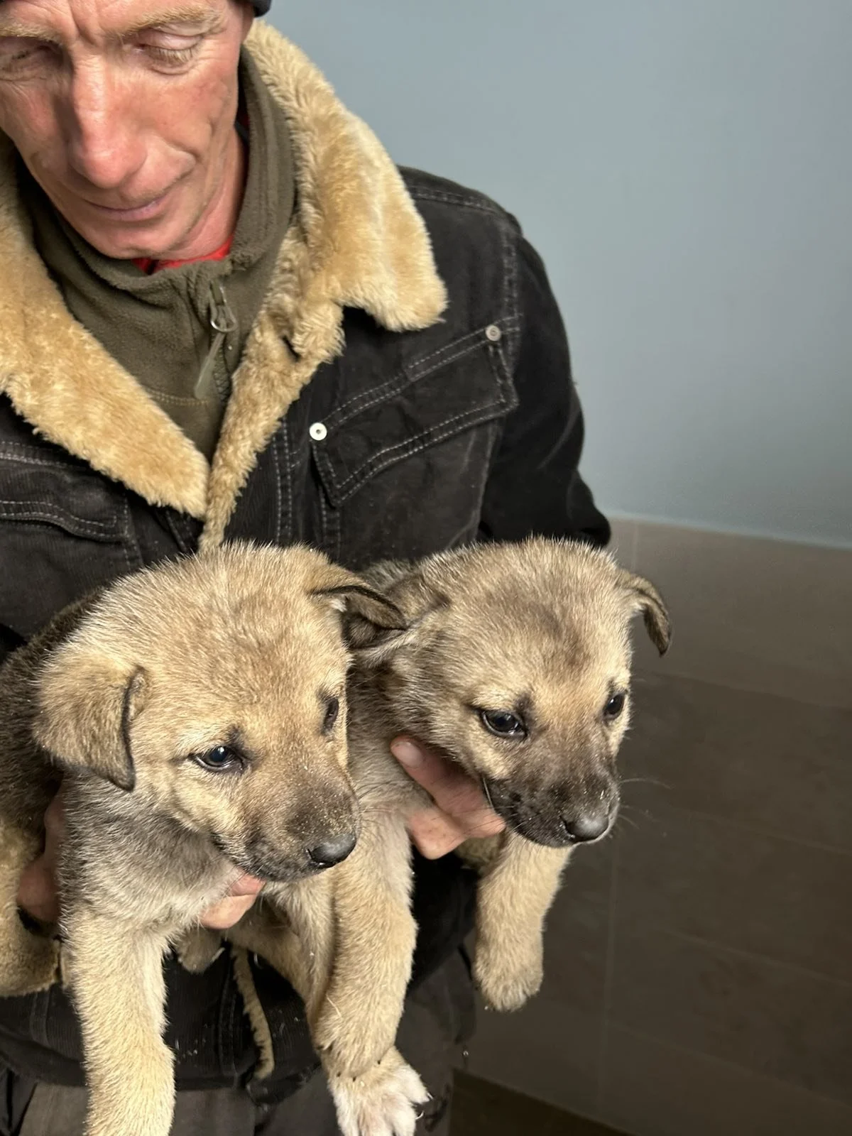 Welpen über Welpen :-)