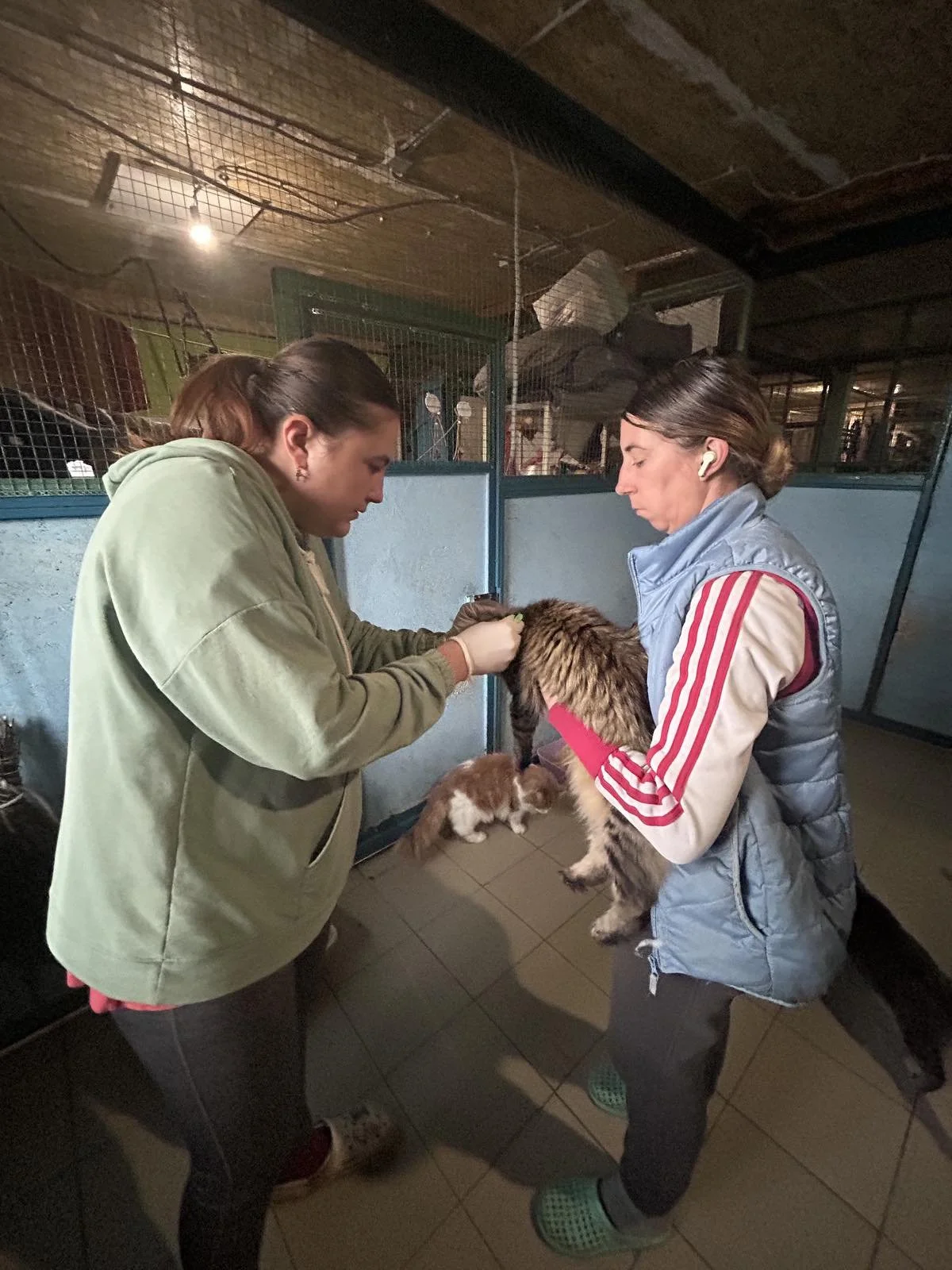 Die letzten Kastras 2025