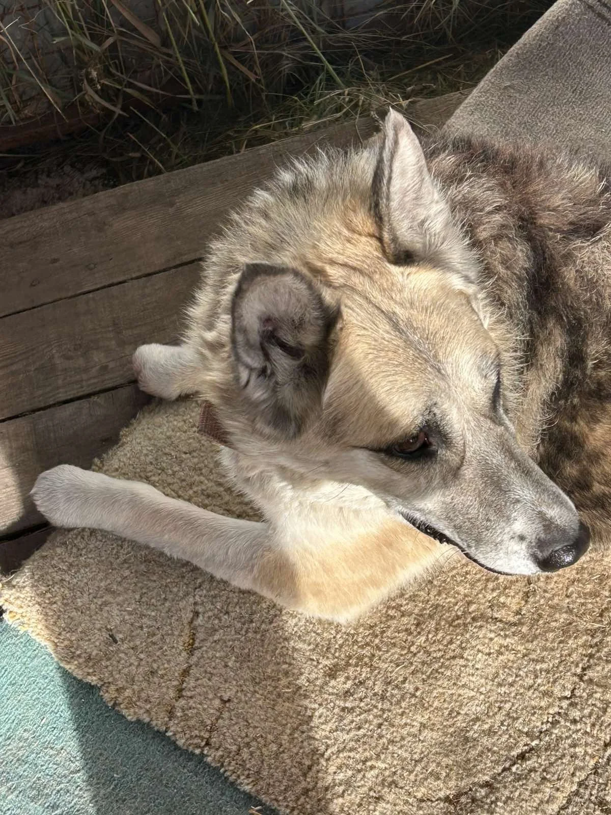 Behinderte Hunde im Tierheim 