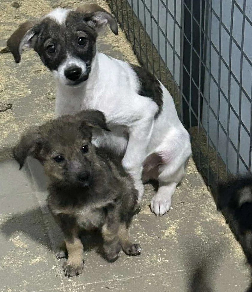 Unsere zauberhaften Welpis 