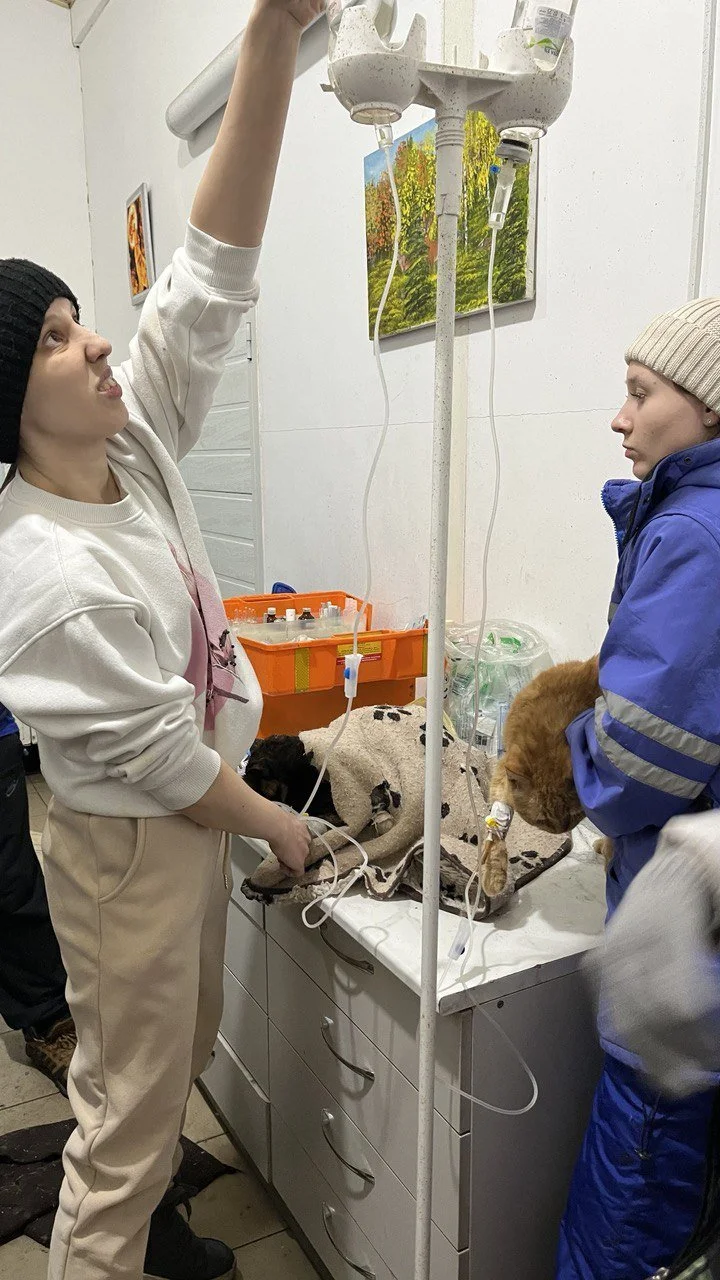 Die ersten Fotos aus dem Tierheim :-( 