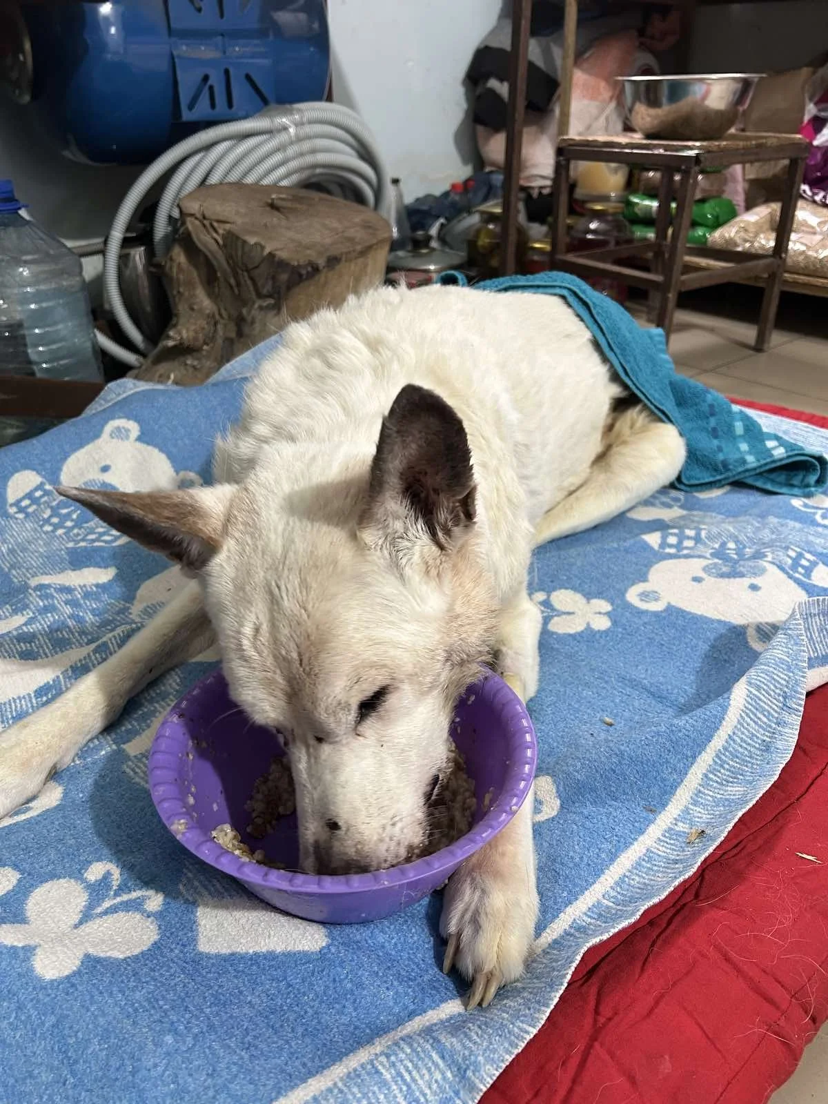 Neue Bilder aus dem Tierheim 