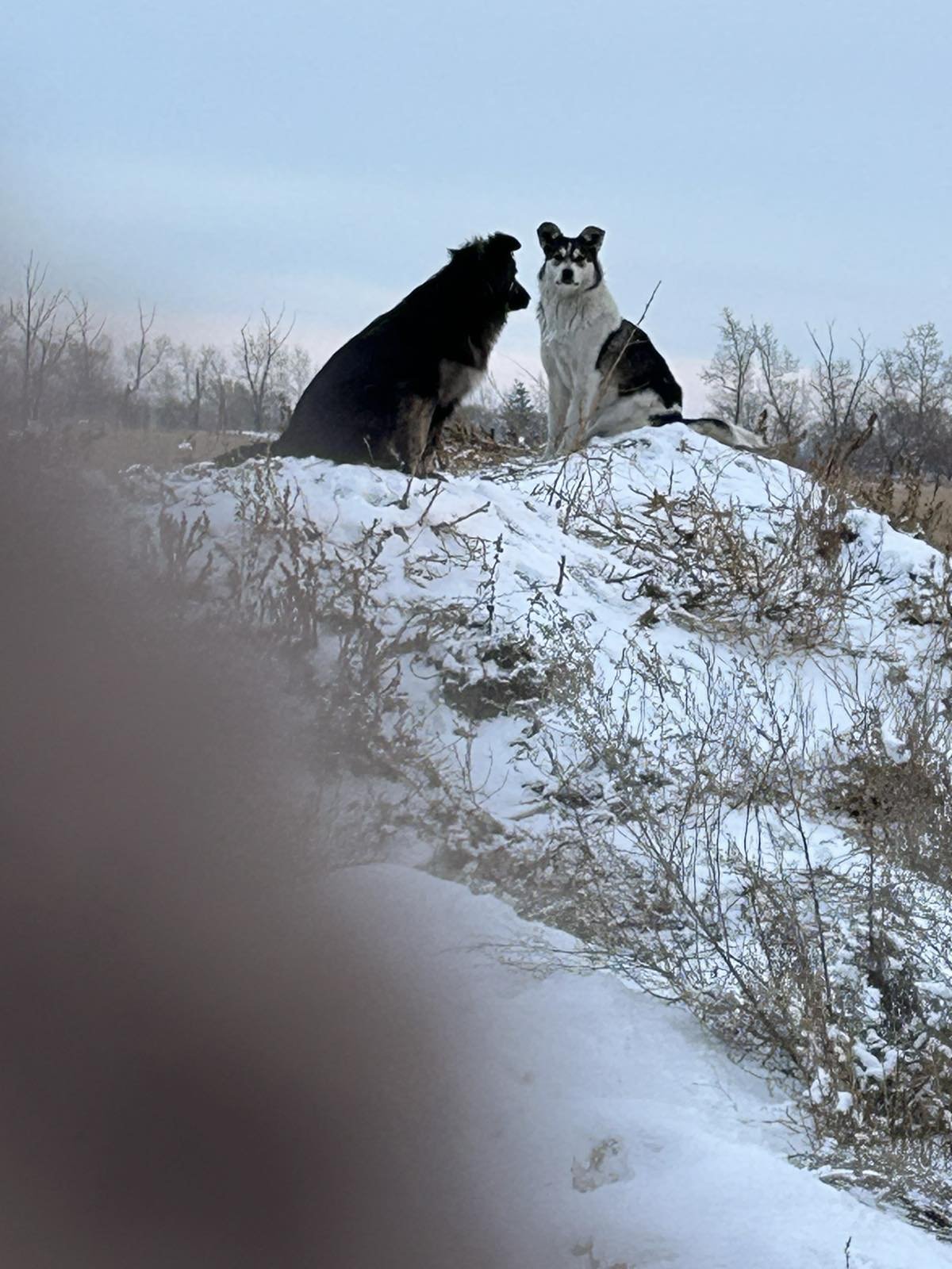 Die Hoffnung auf Eure Hilfe im Herzen…..