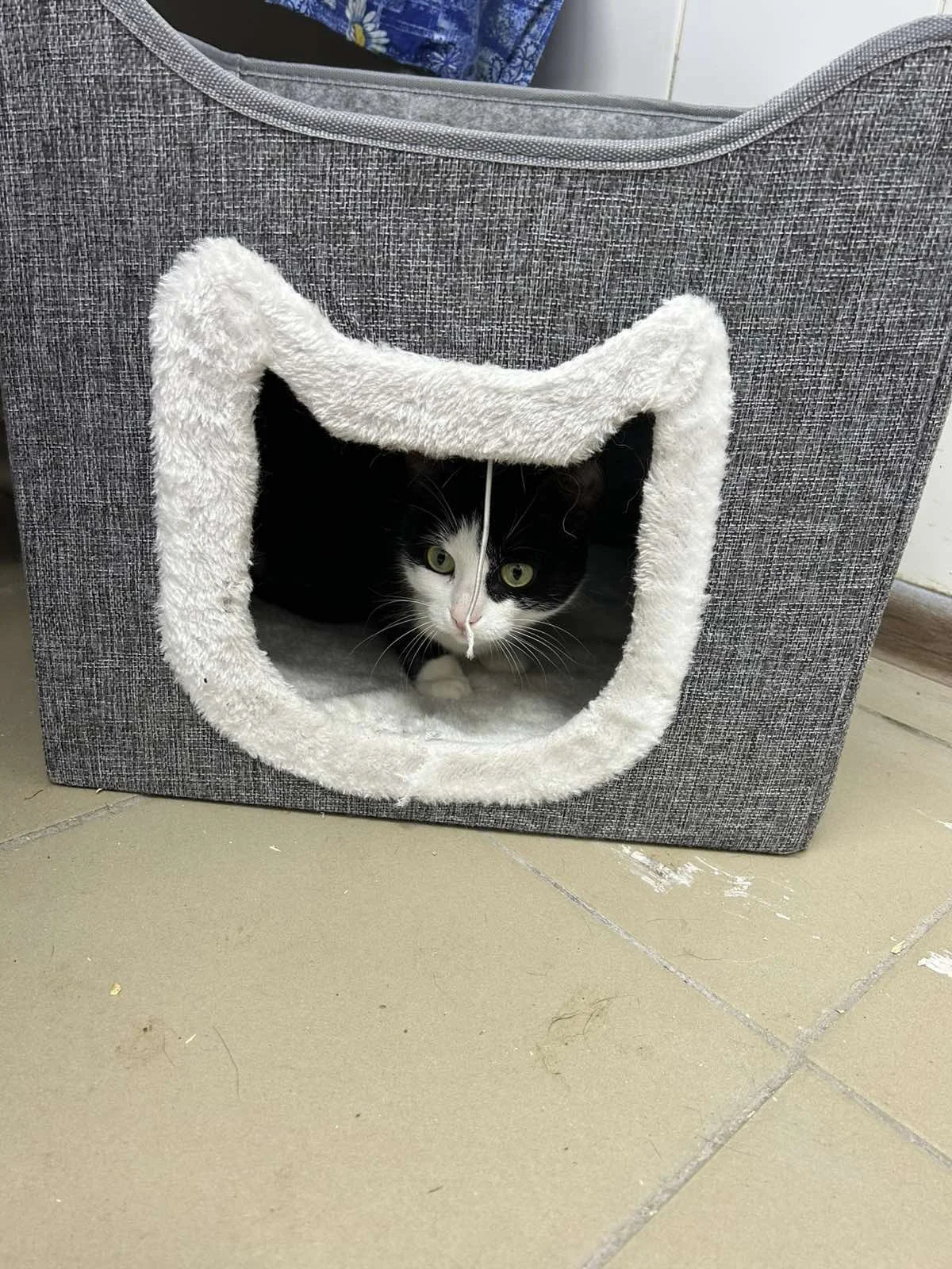 Hurraaaaa für die Miezen 