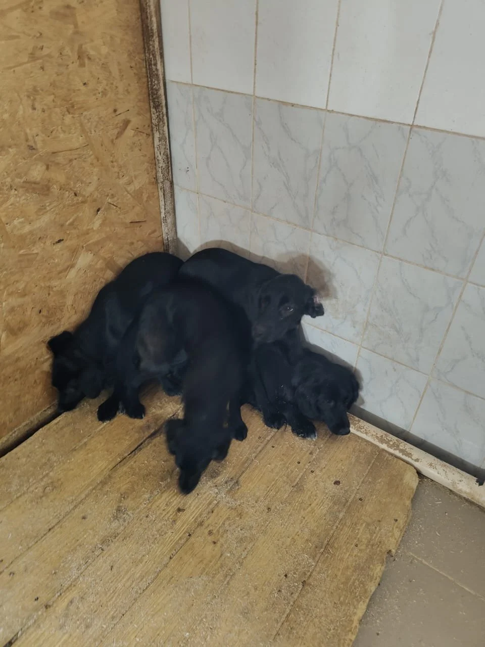 Neue Bewohner - ganztiefseufz