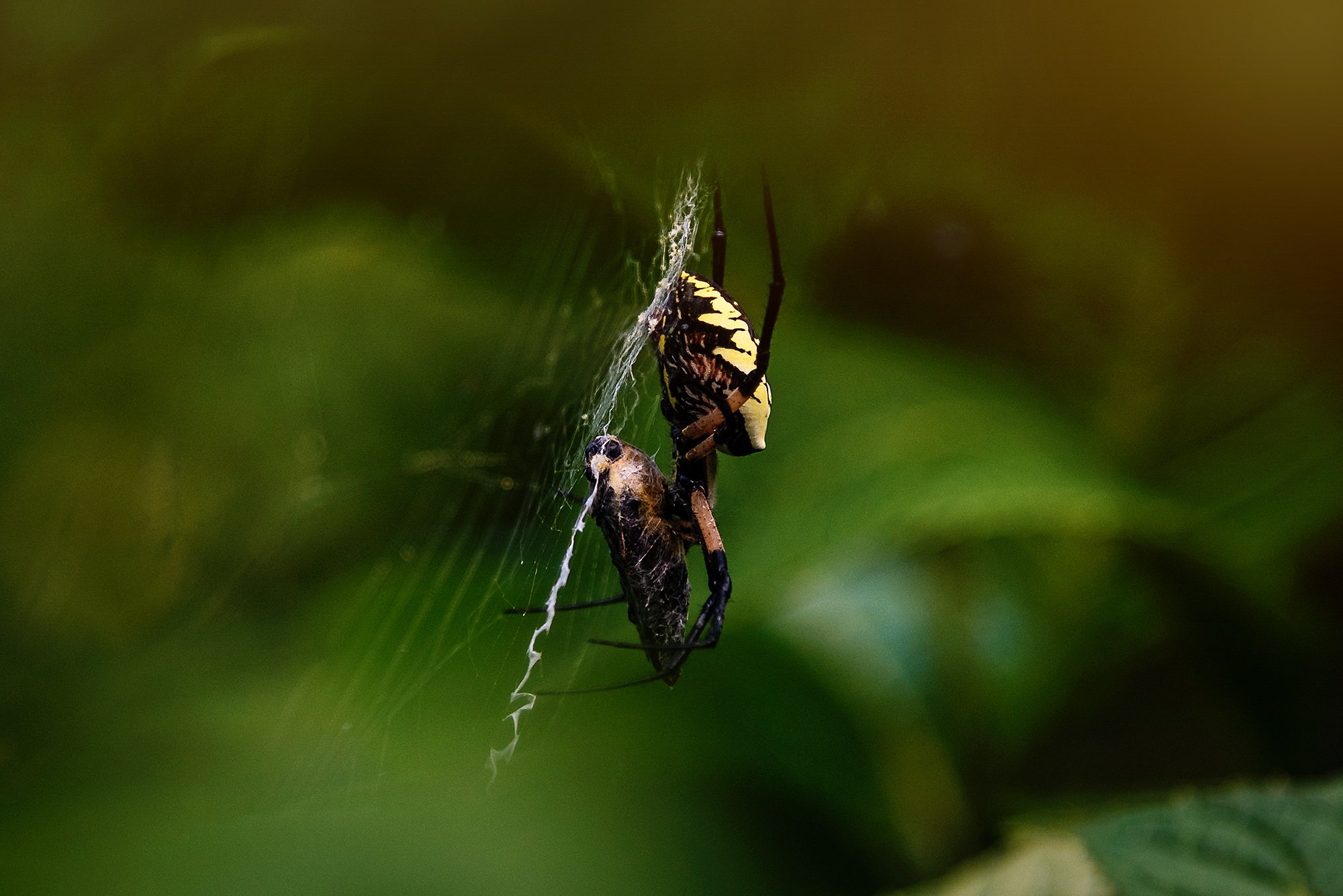 orbweaver-60.jpg