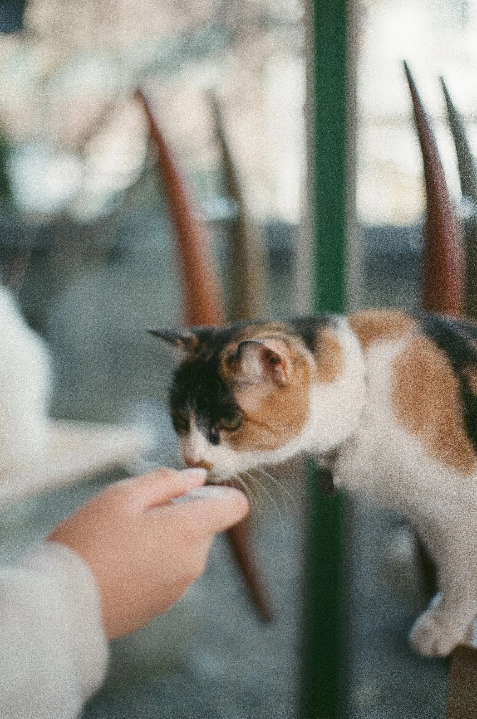KODAK200-ROLL3_01.jpg
