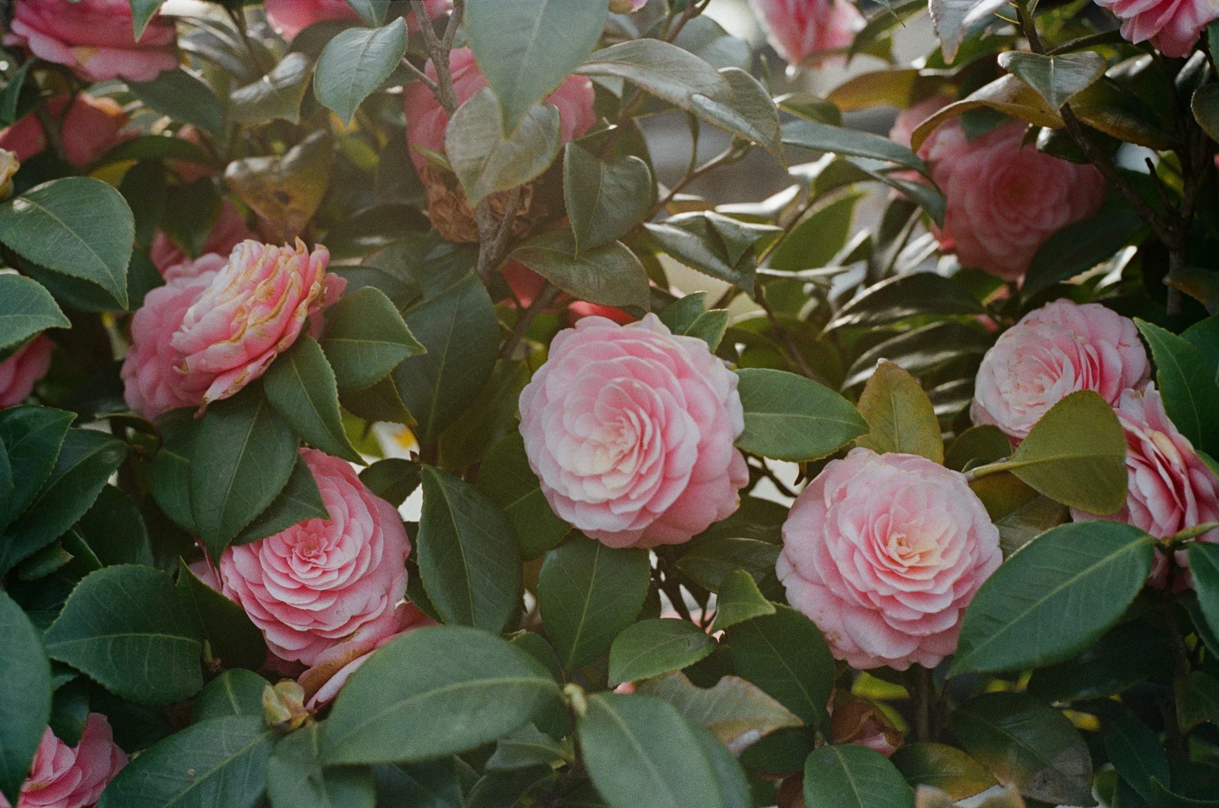 PORTRA400-2 (19) 2023-04-26 07_47_47.jpg