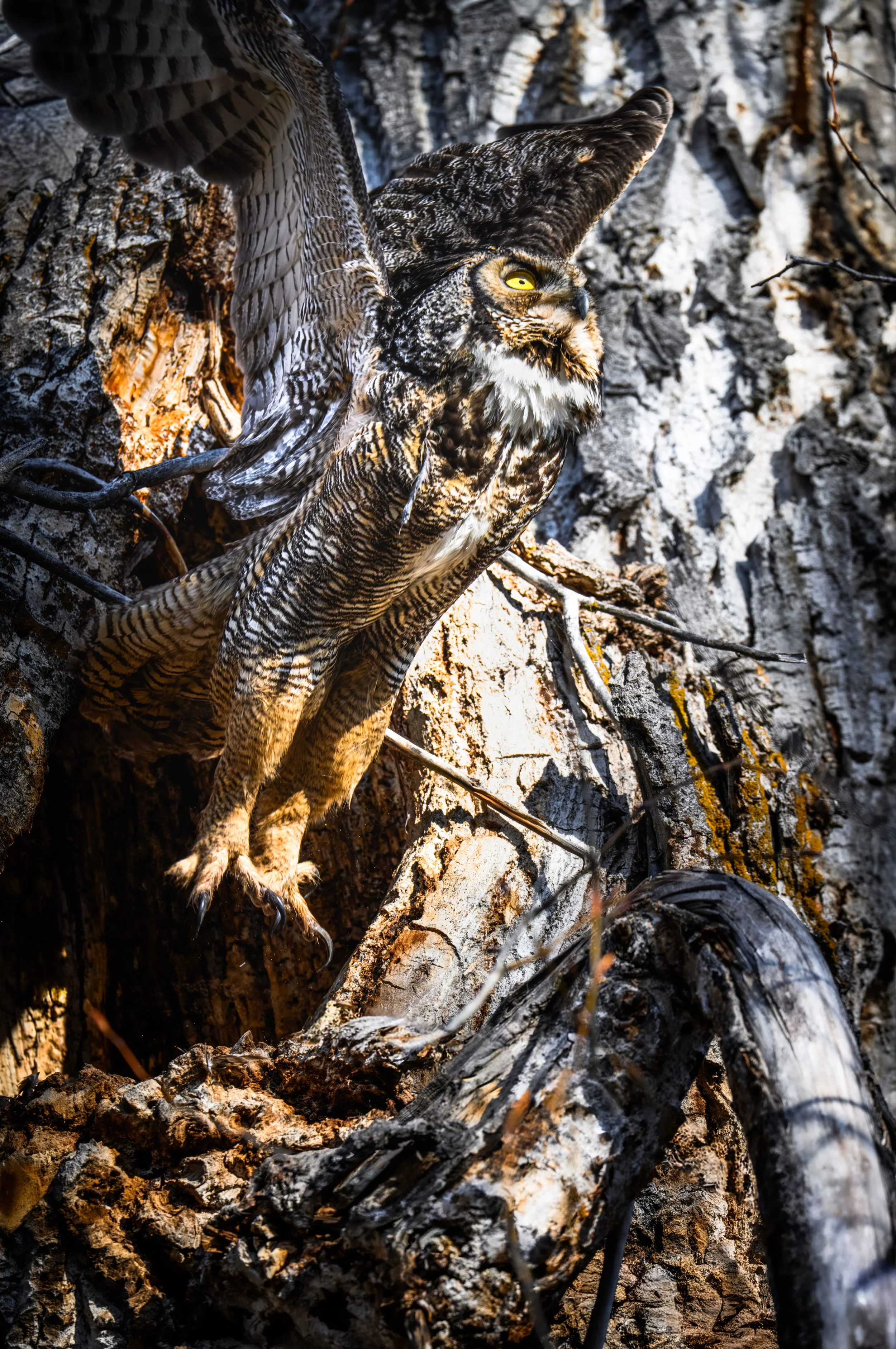 Great Horned Owl Take-off