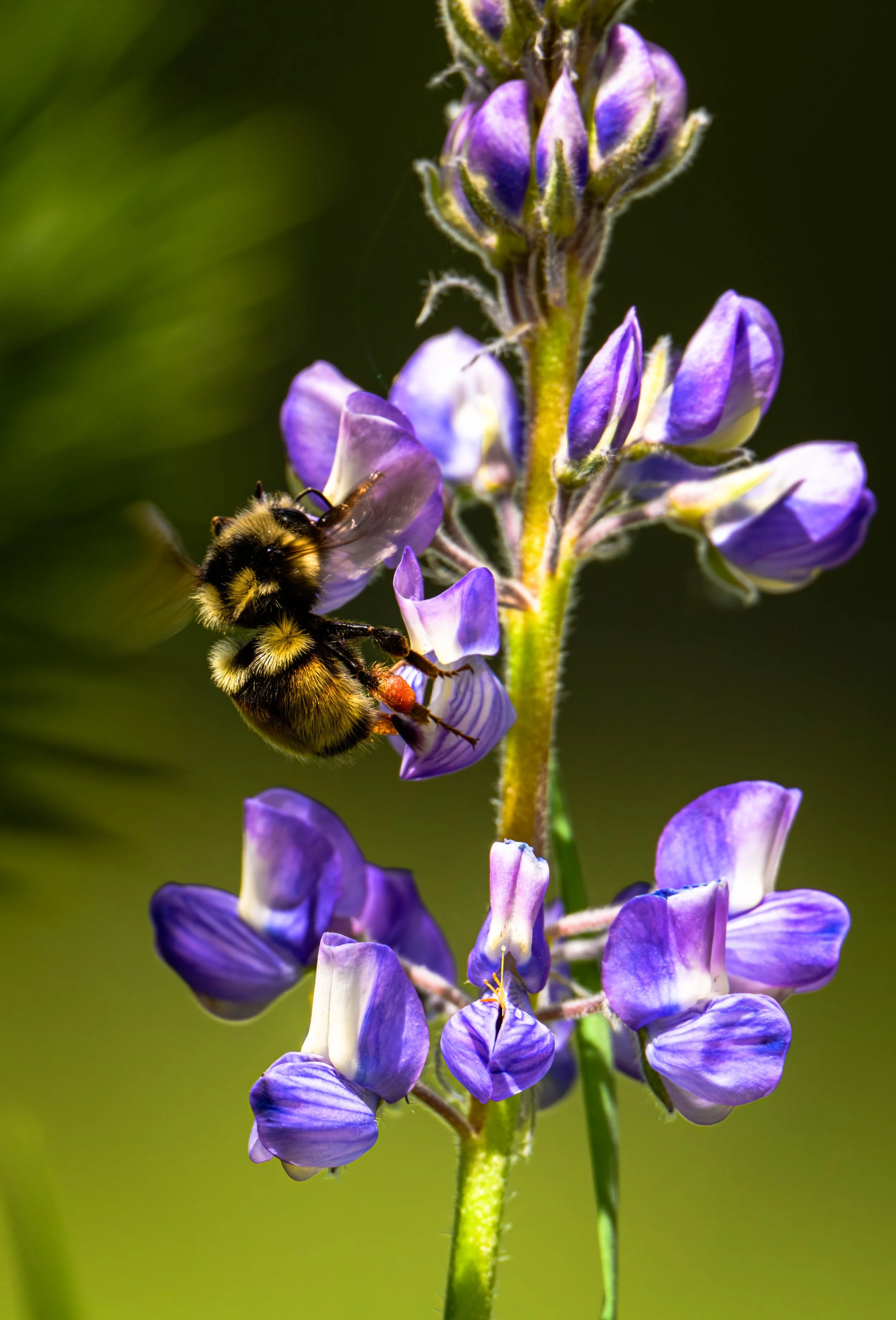 A hard working Bee in the wild pollinating Lupin