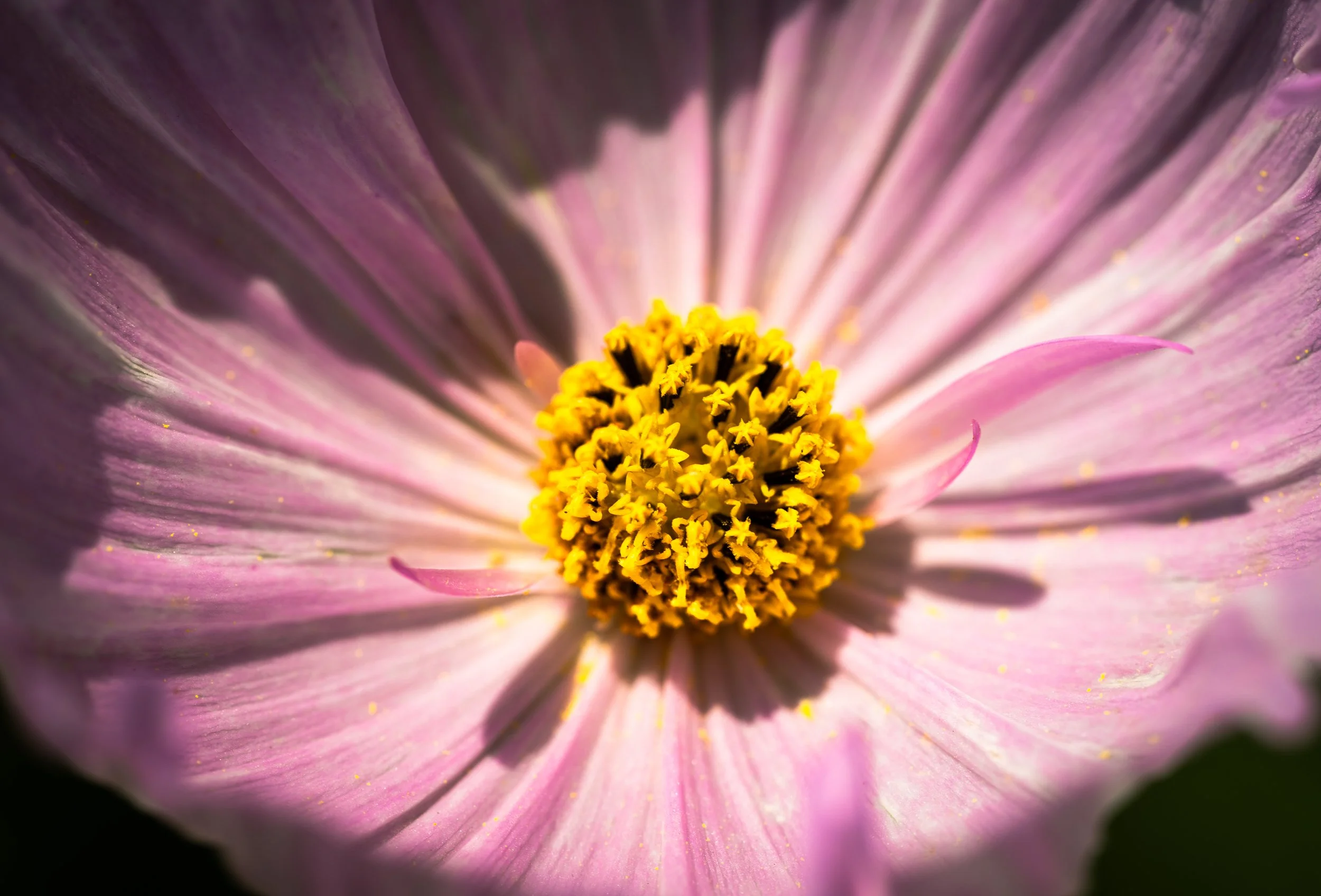 pink flower with bright yellow stamen