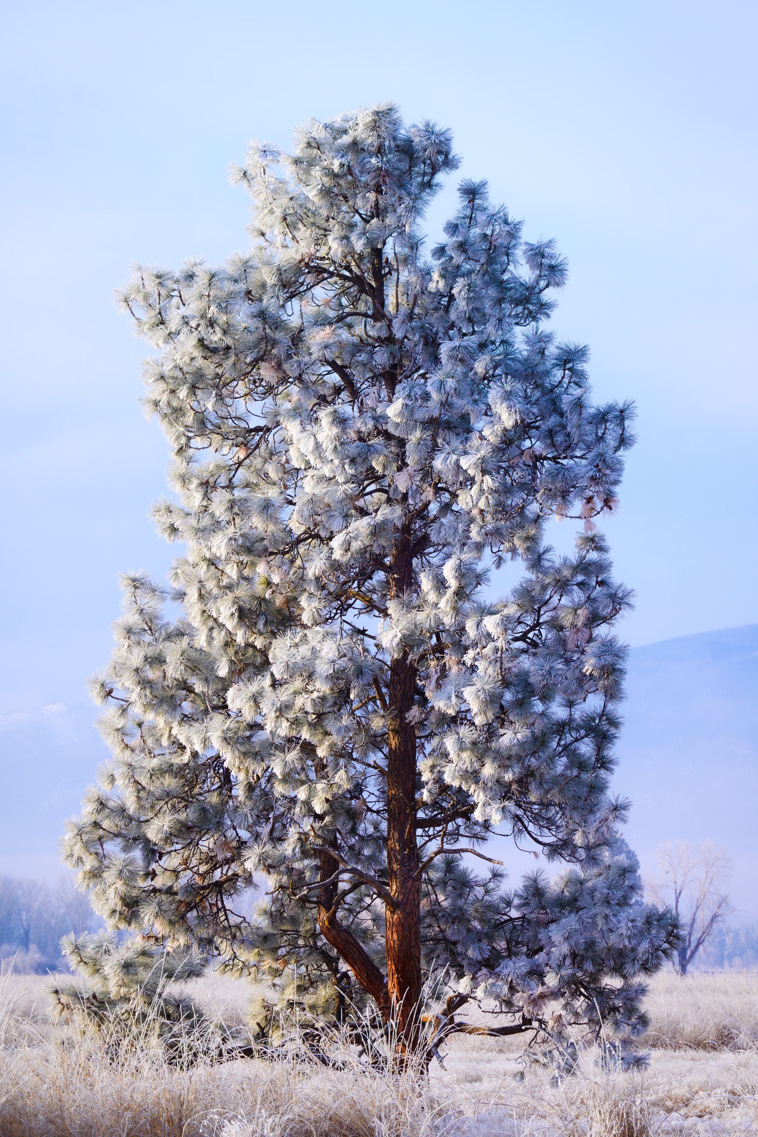 Hoar Frosted Ponderosa