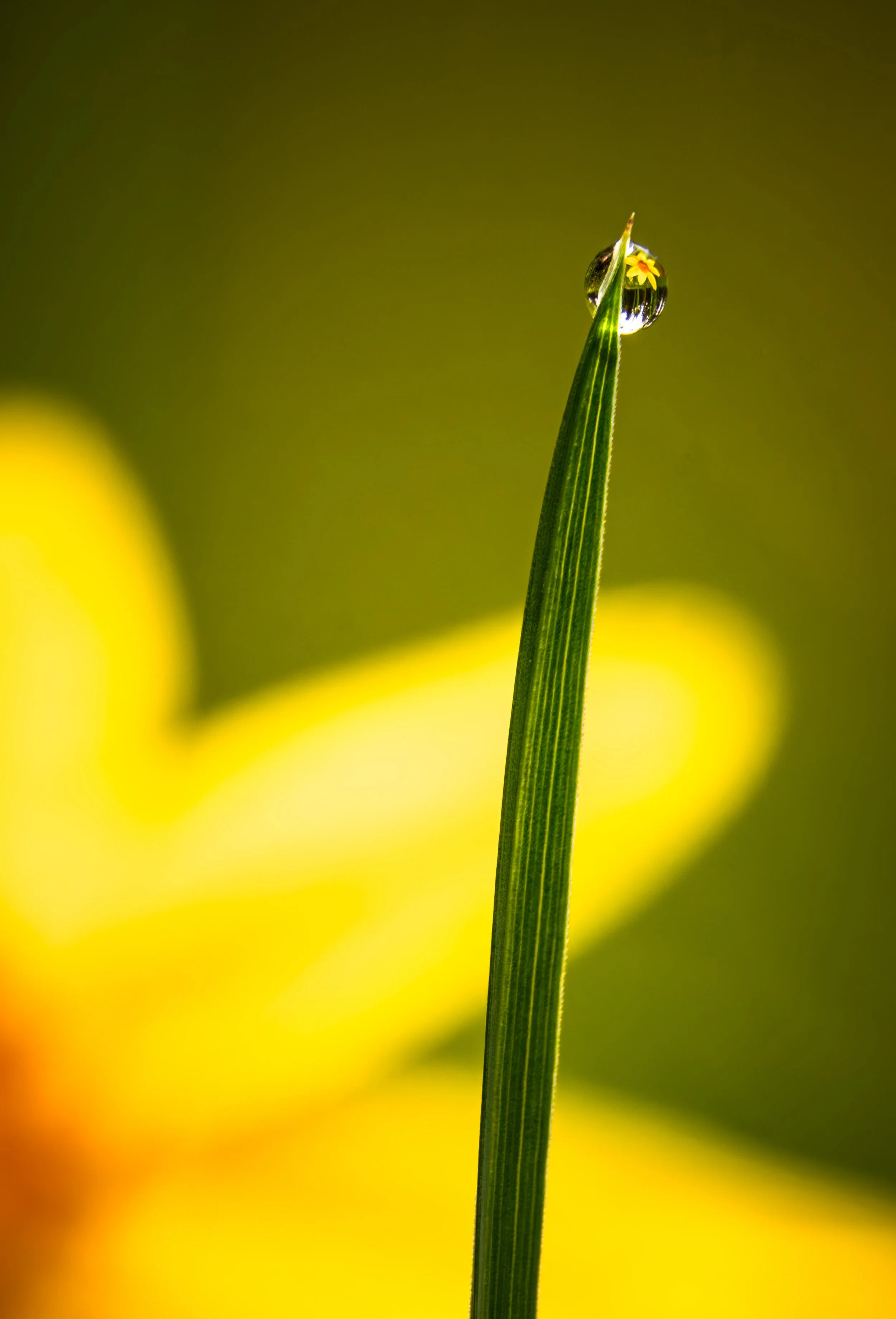 Flower Drop