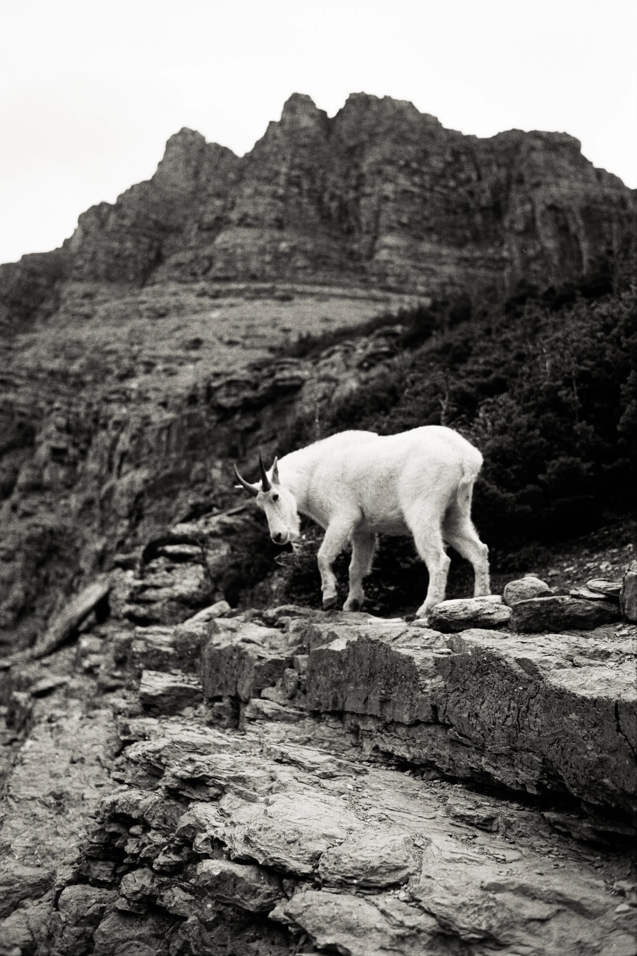 Black and White film Print of a Mountain Goat in Glacier National Park