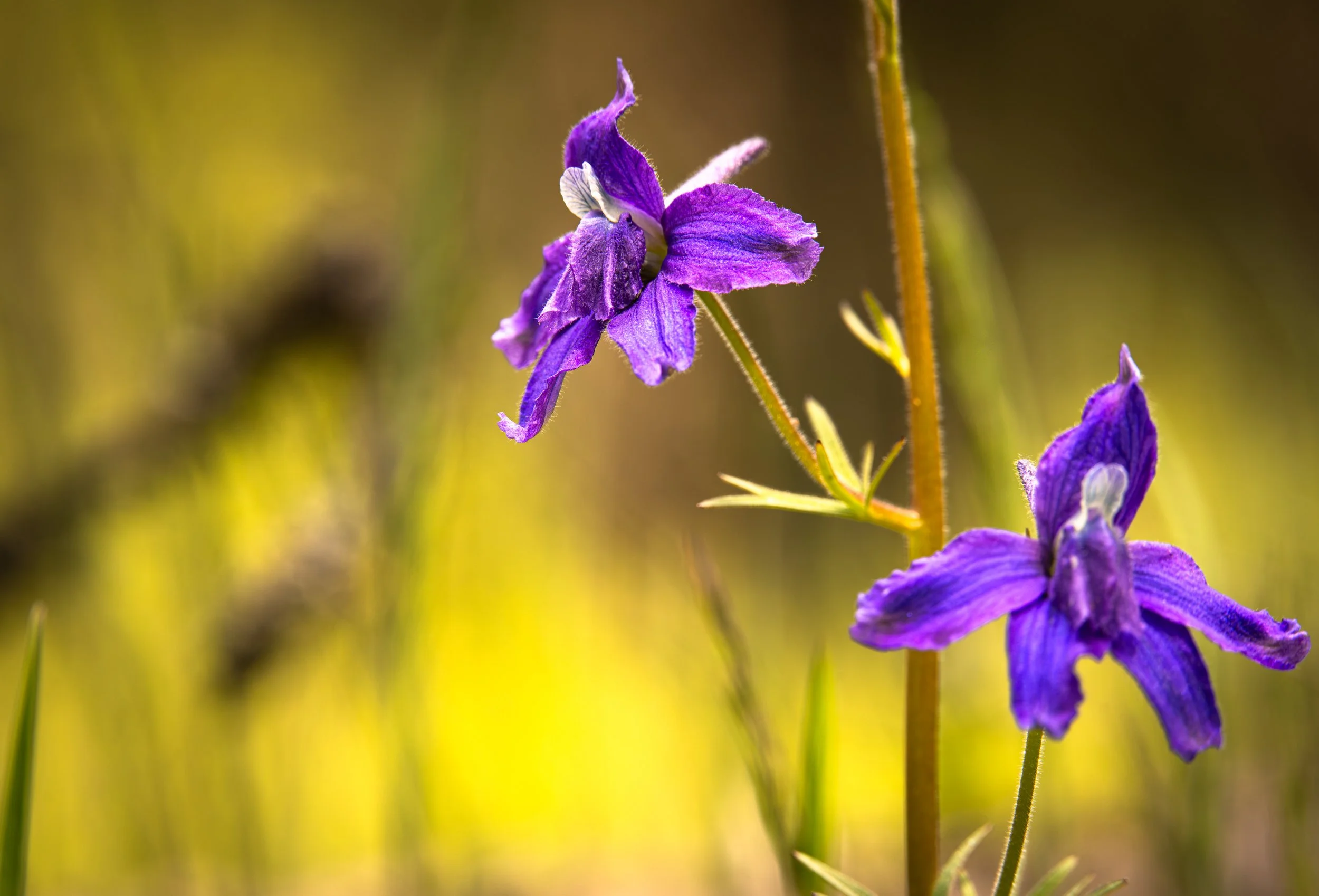 Larkspur Flower