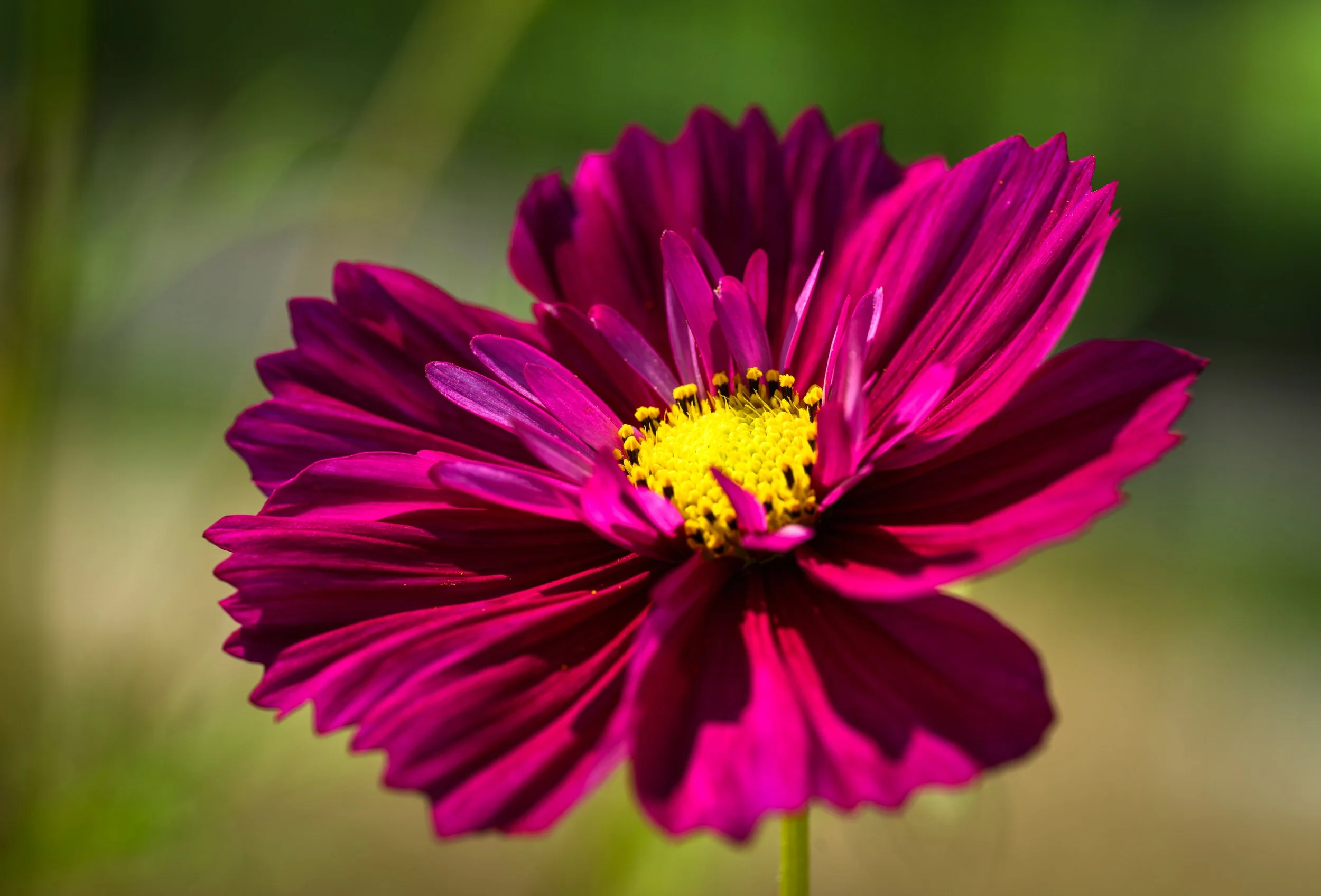 Cosmos Flower
