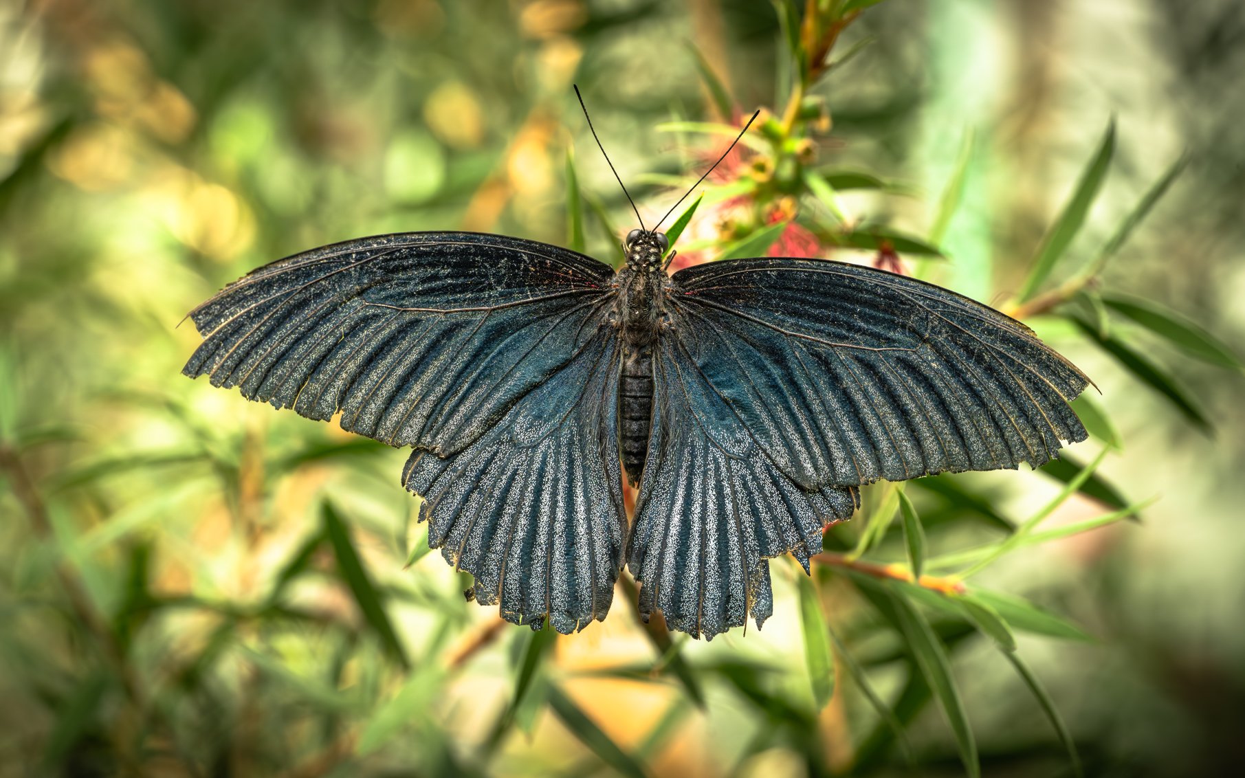Dark Star Swallowtail