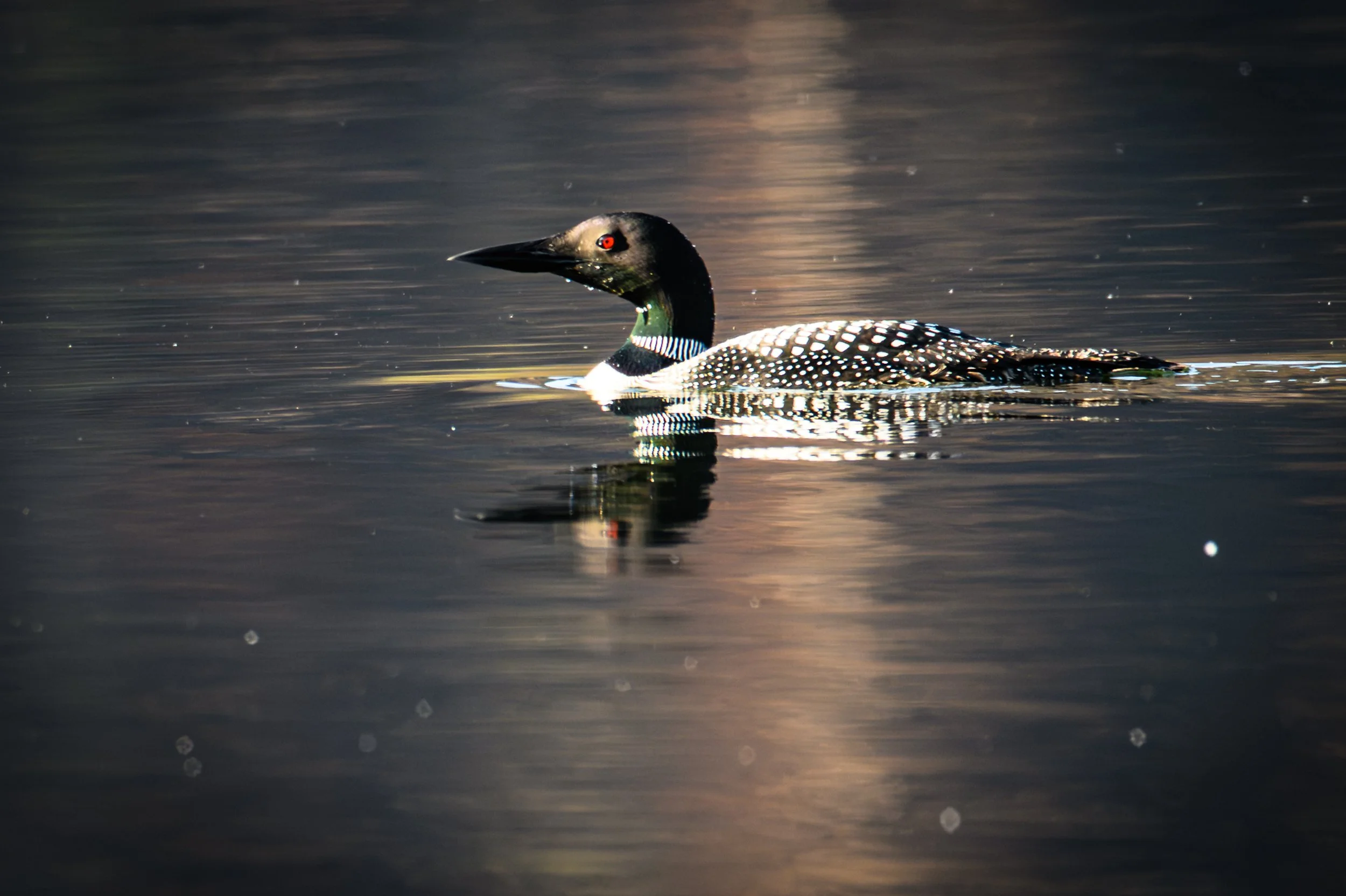 Montana Loon