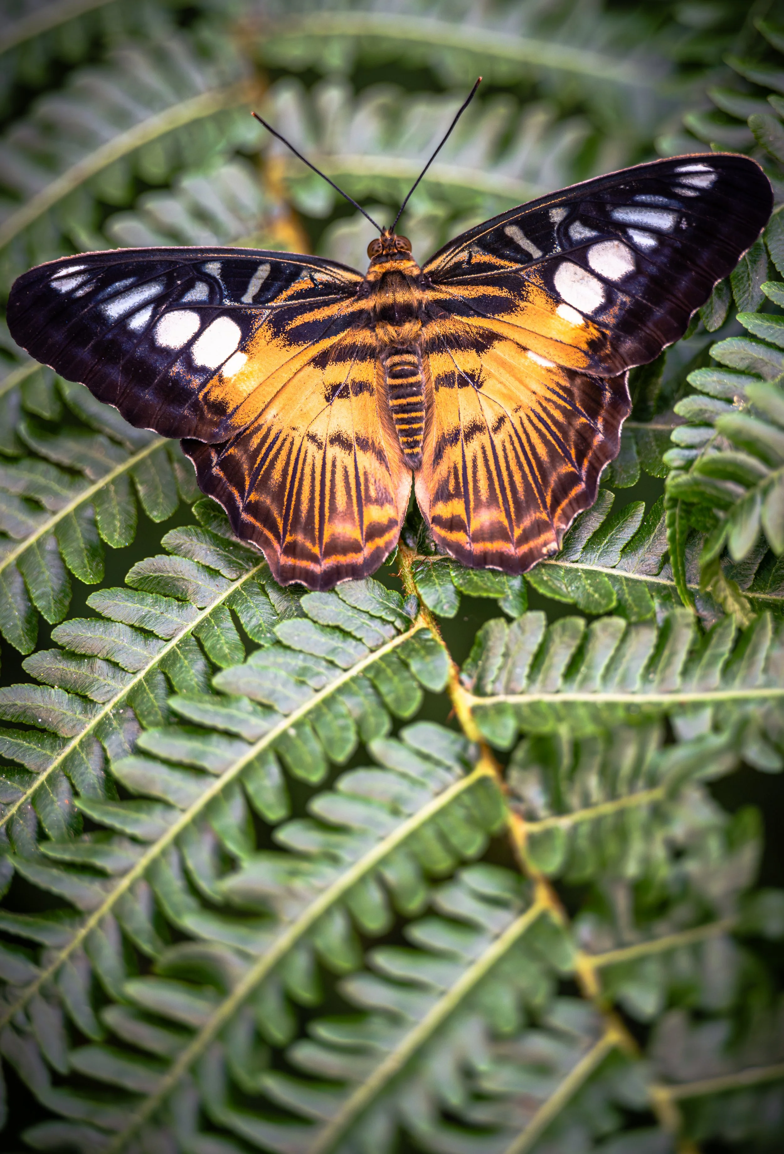 Clipper Butterfly