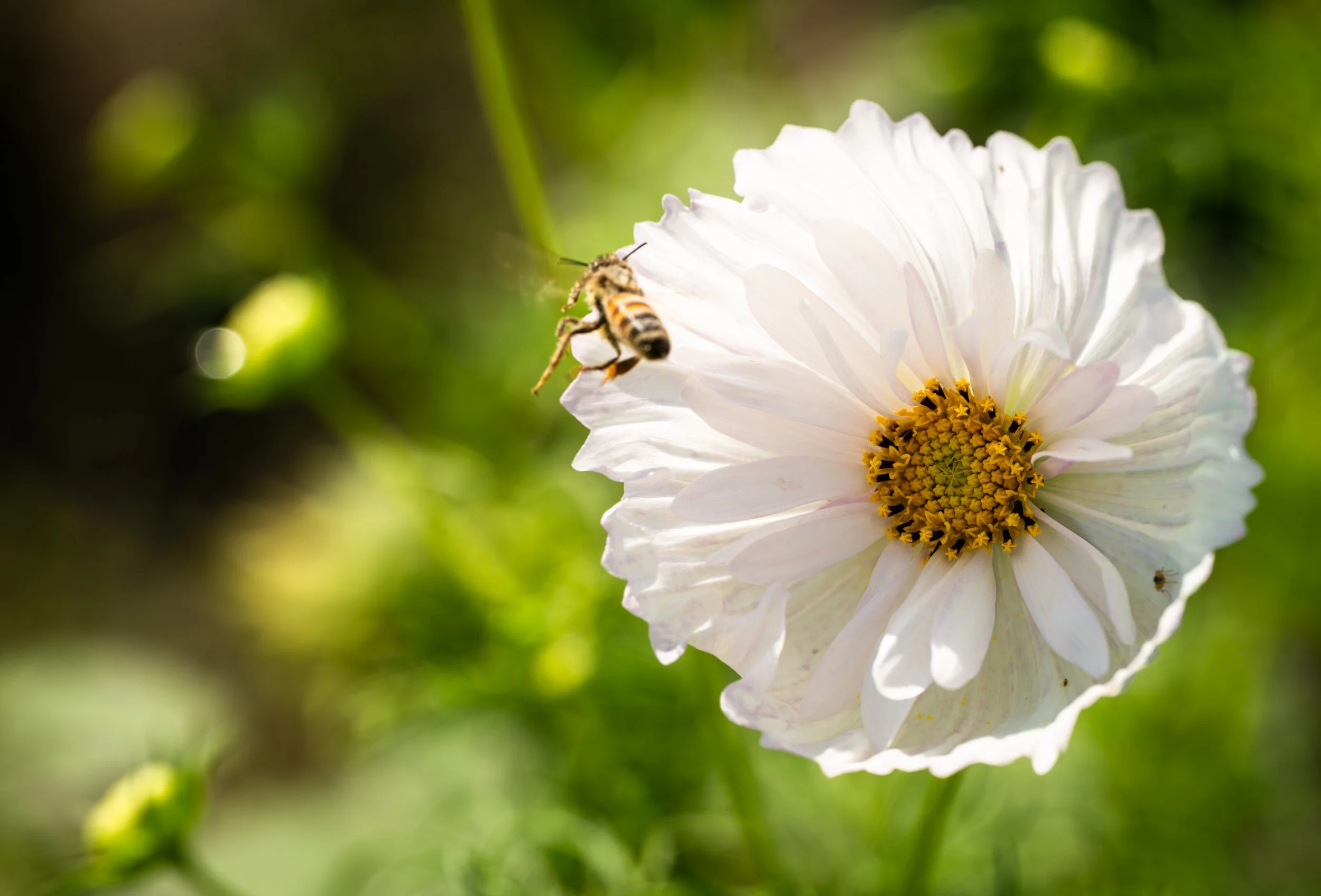 White Flower being pollinated by a bee