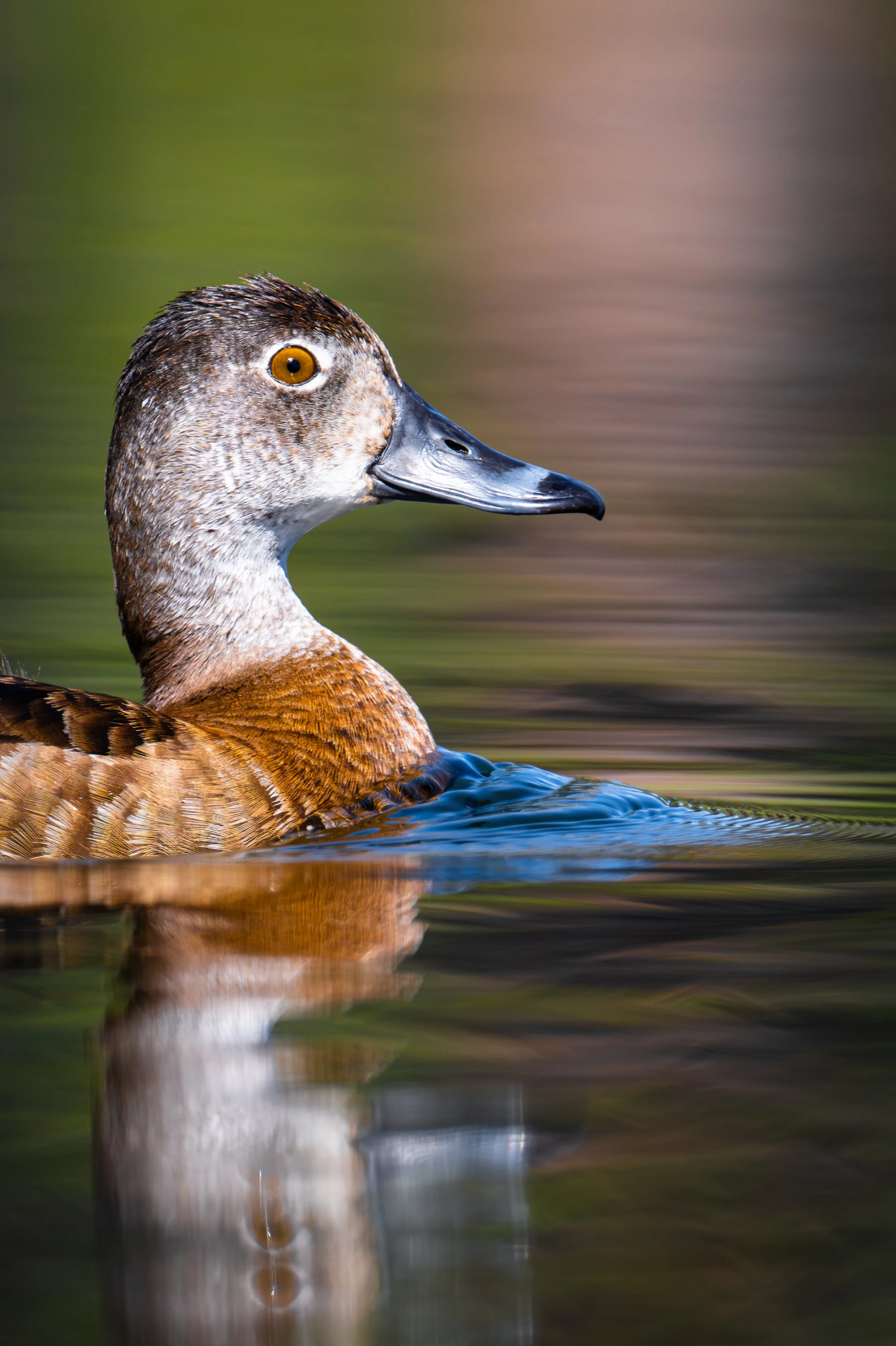 Ring-necked Female Duck