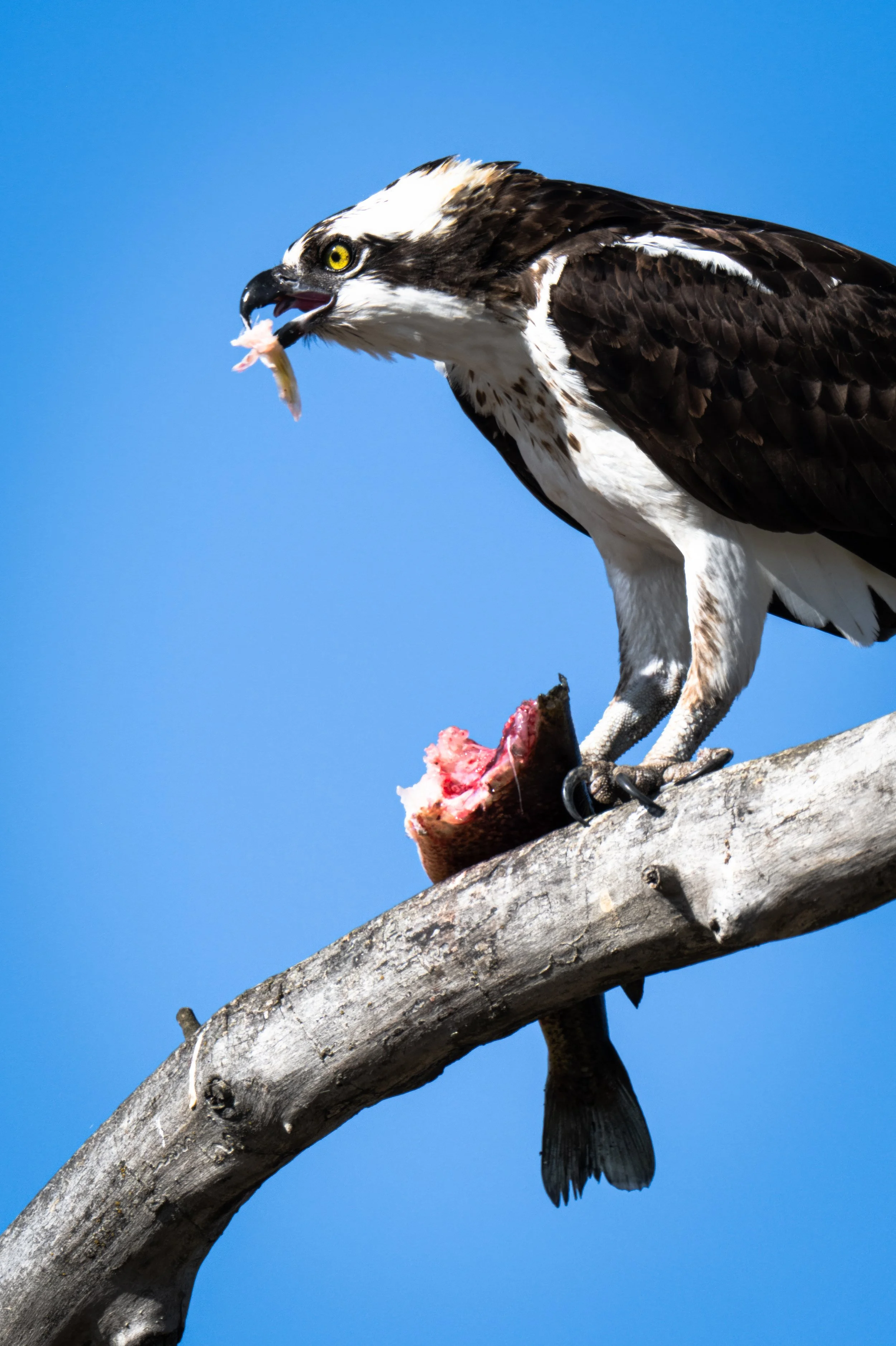 _1AA3841-Edit.jpg