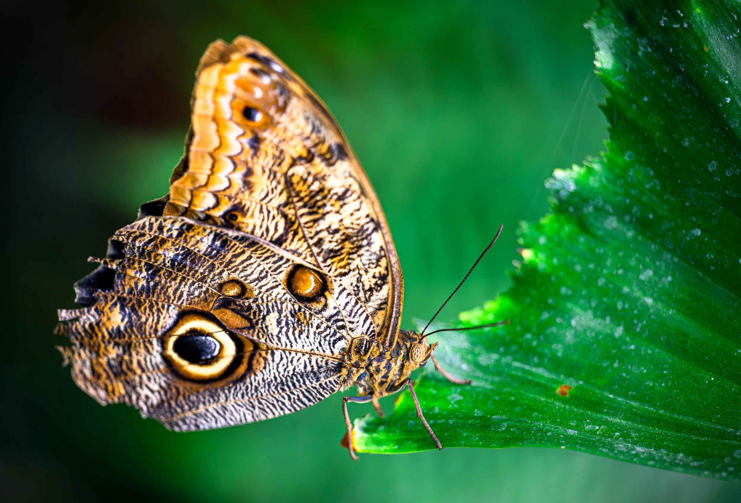 Owl Butterfly