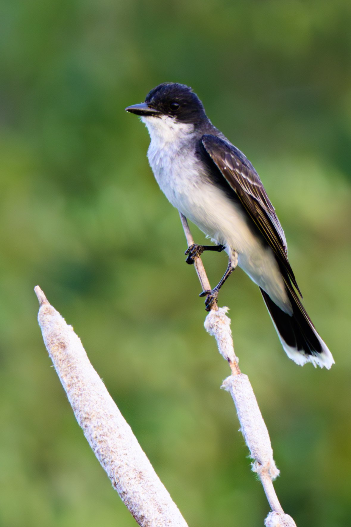 Portrait of a black and white bird with a blurred green background