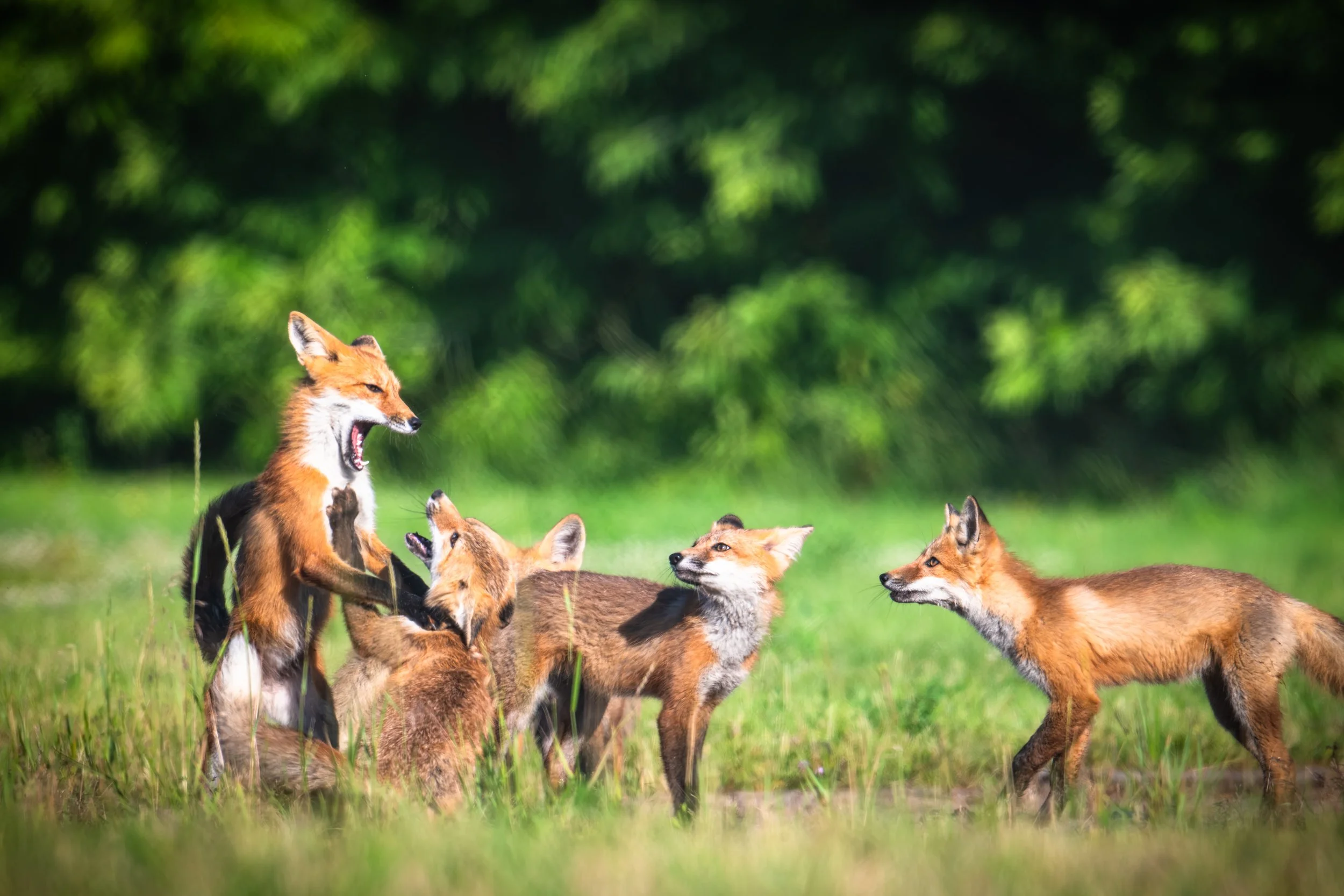 Multiple Foxes Playing photography print