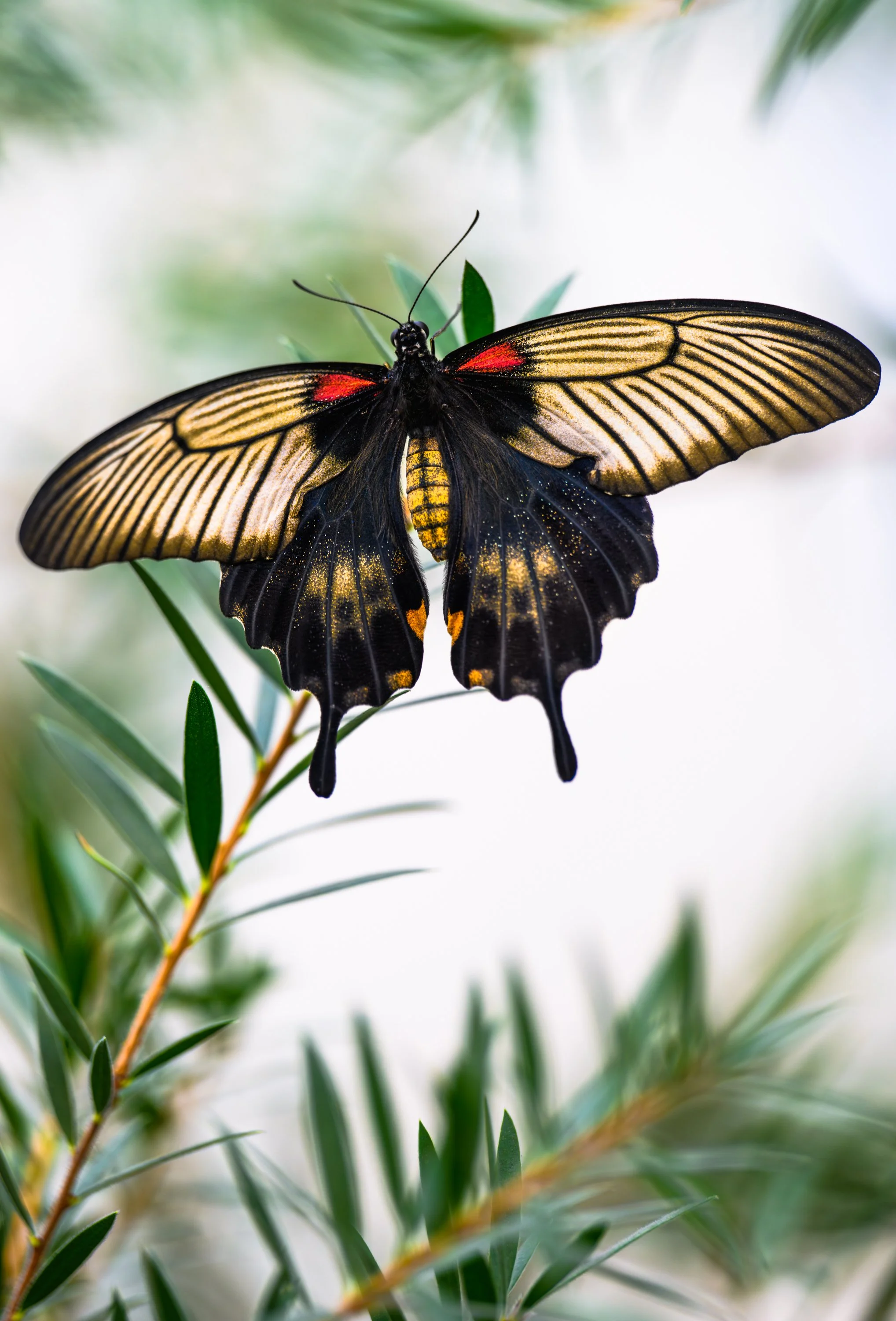 Swallowtail Butterfly resting on a green leaf