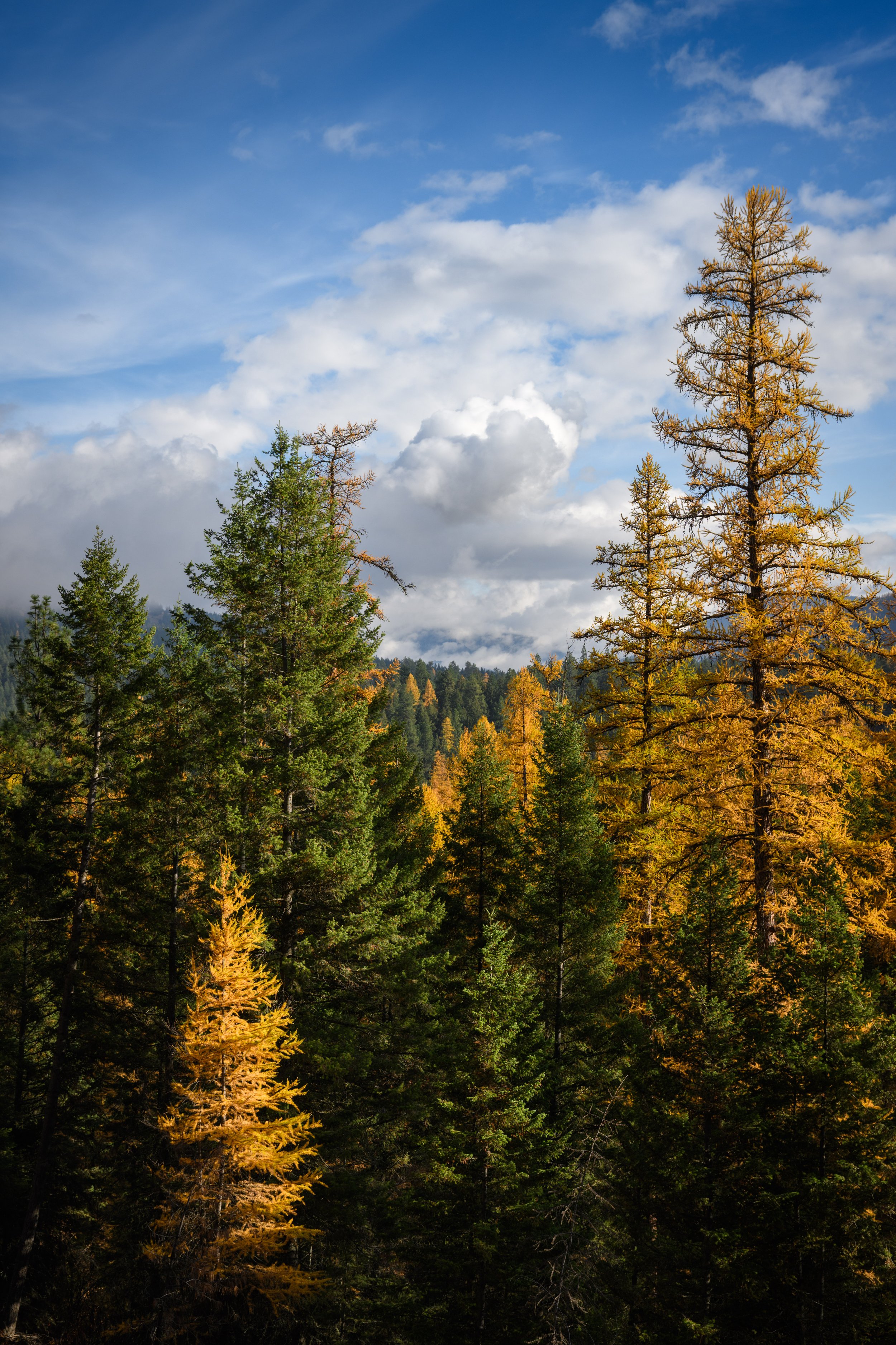 Larch Trees Print with a valley of clouds