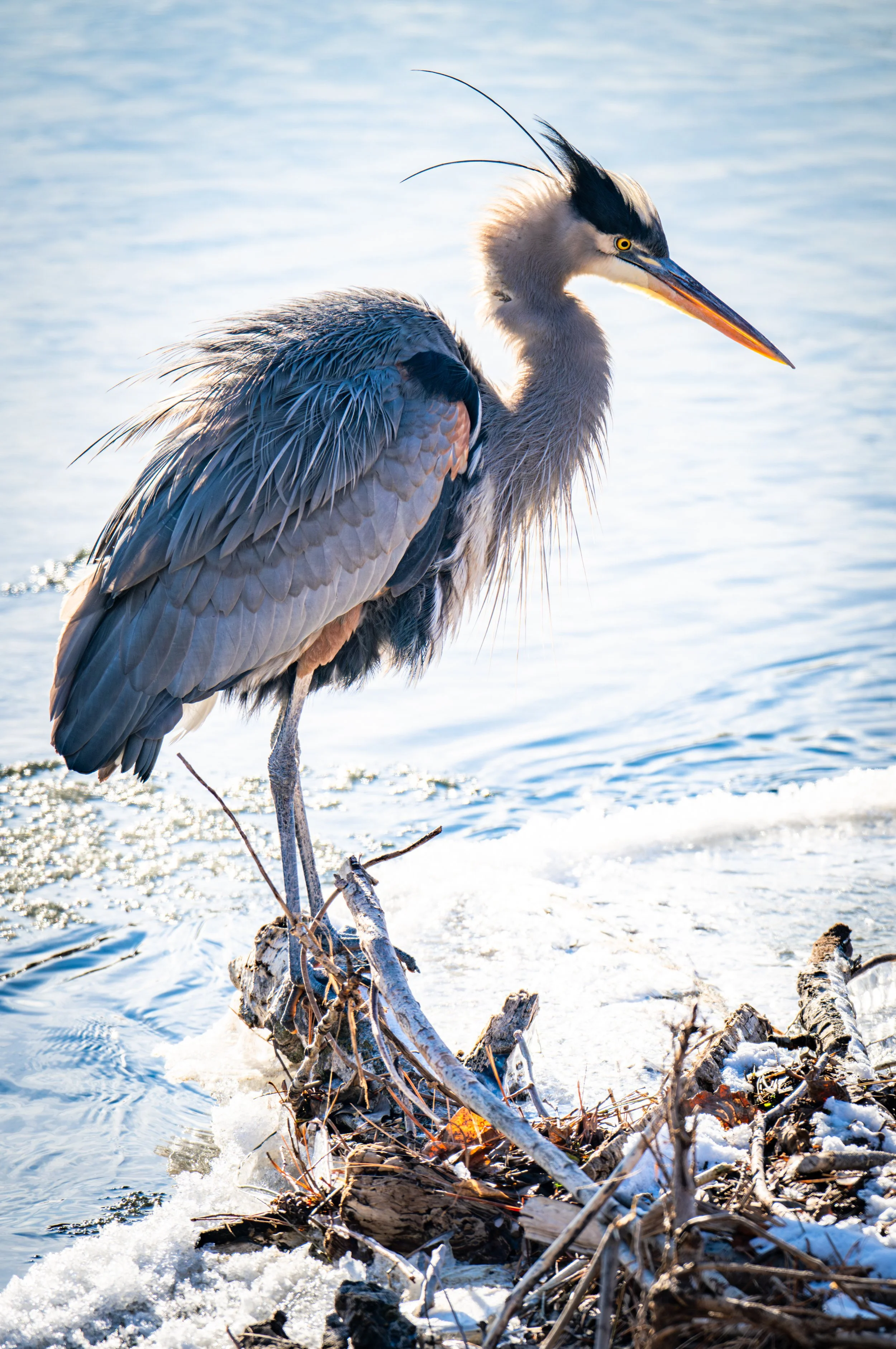 Blue Heron