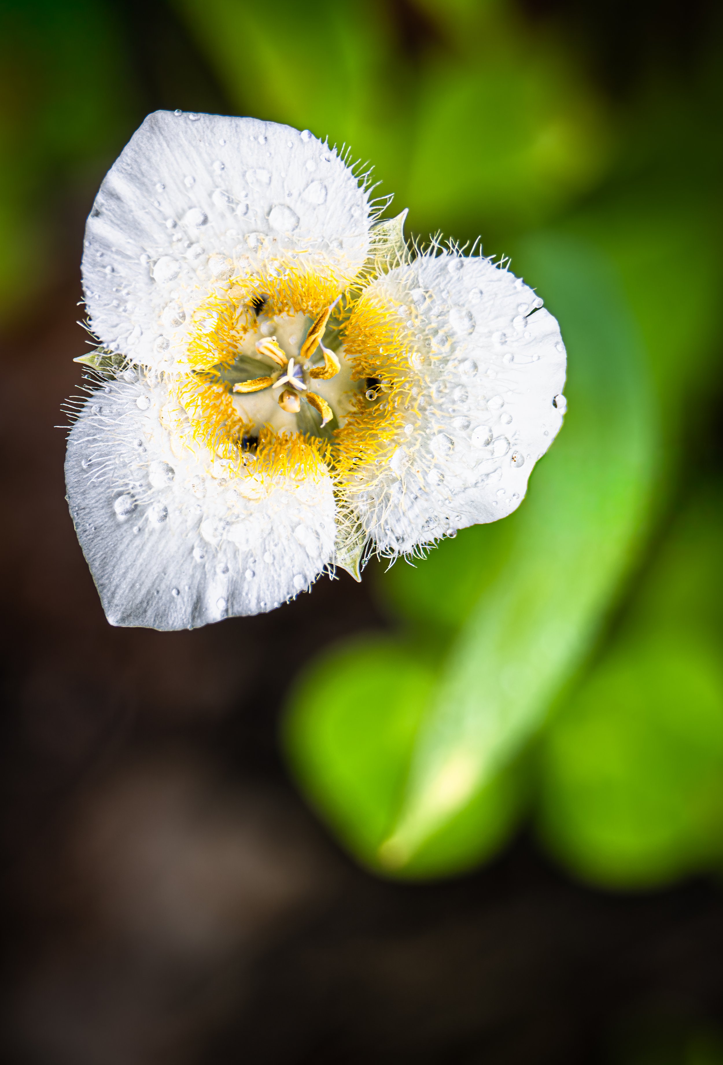 Mariposa Lily
