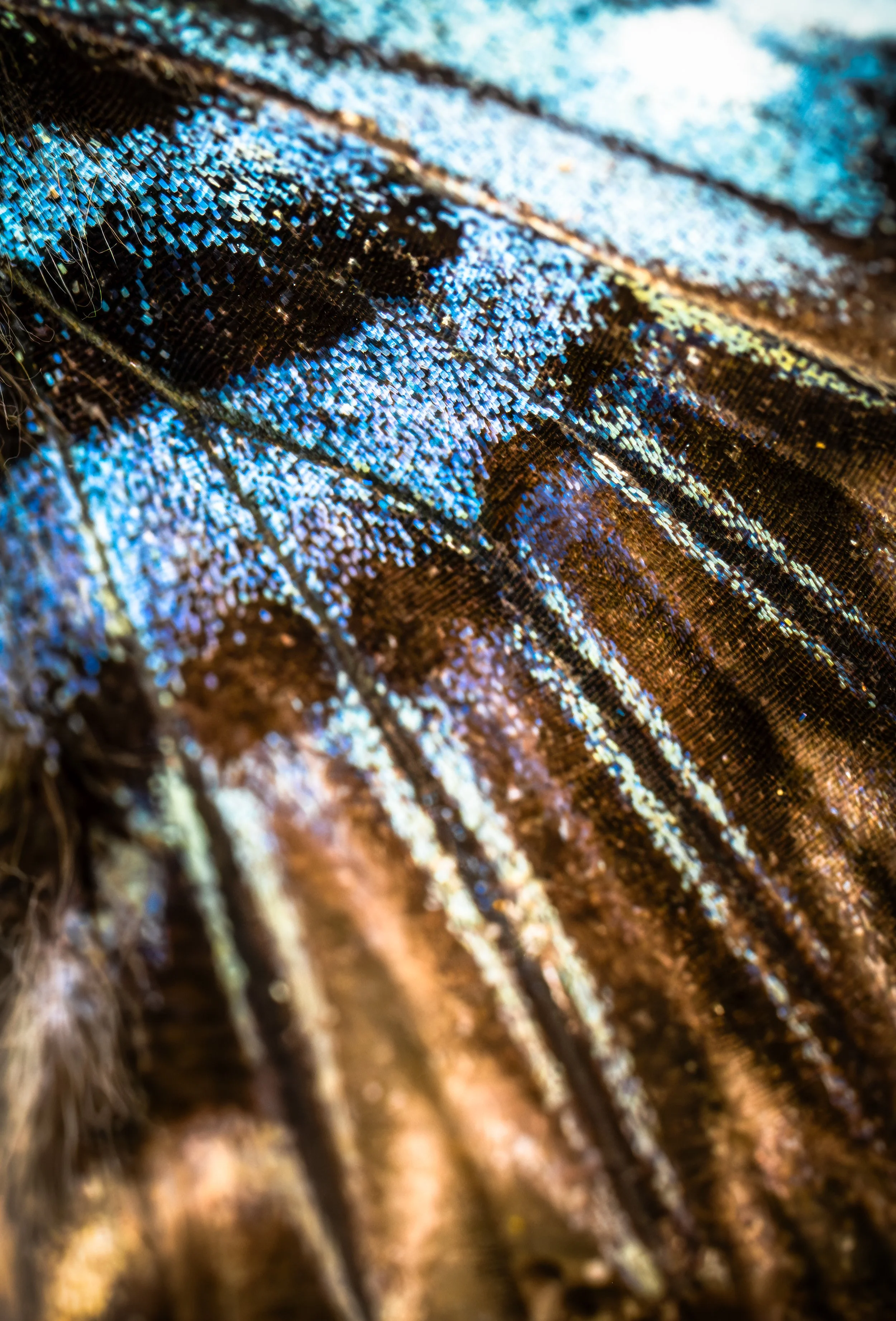 Brown Clipper Butterfly