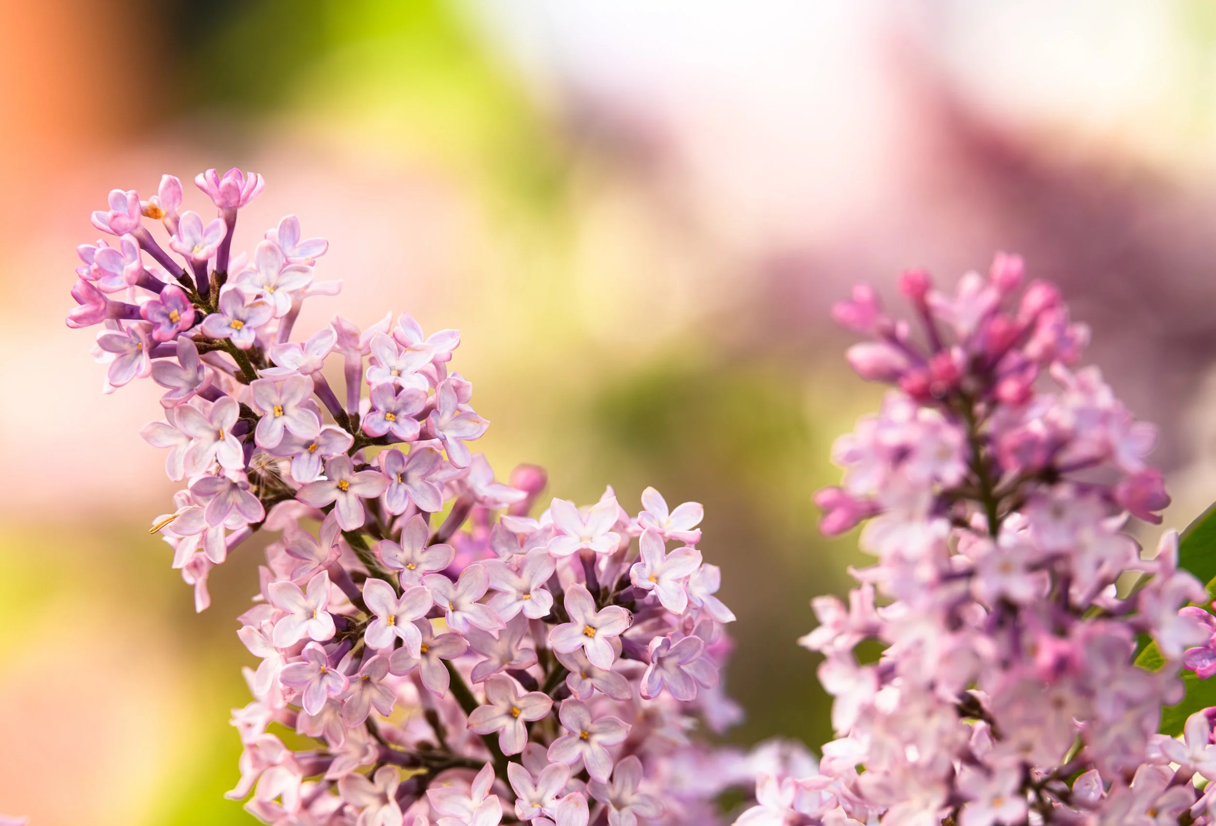 Lilac Flower
