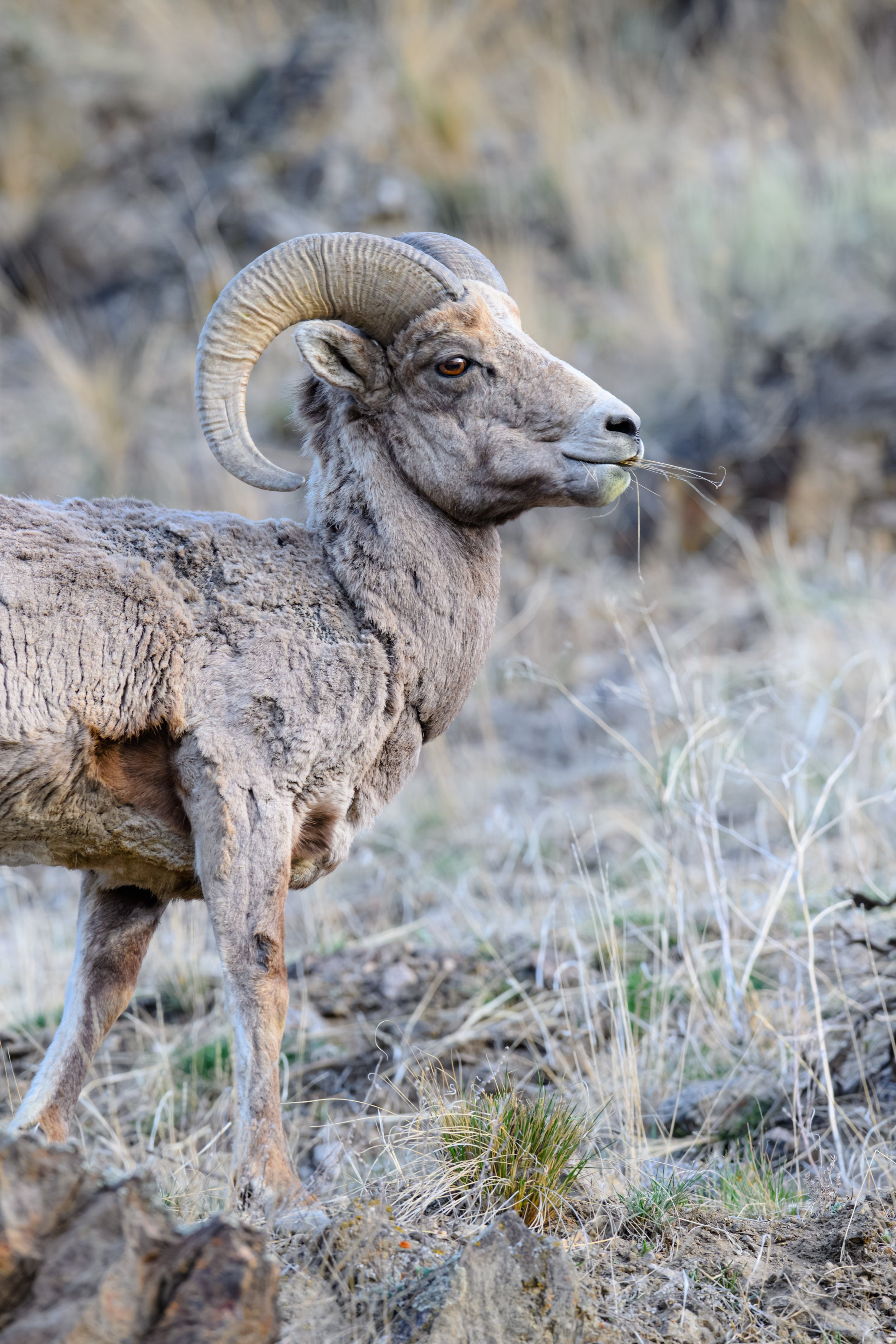 Bighorn Sheep