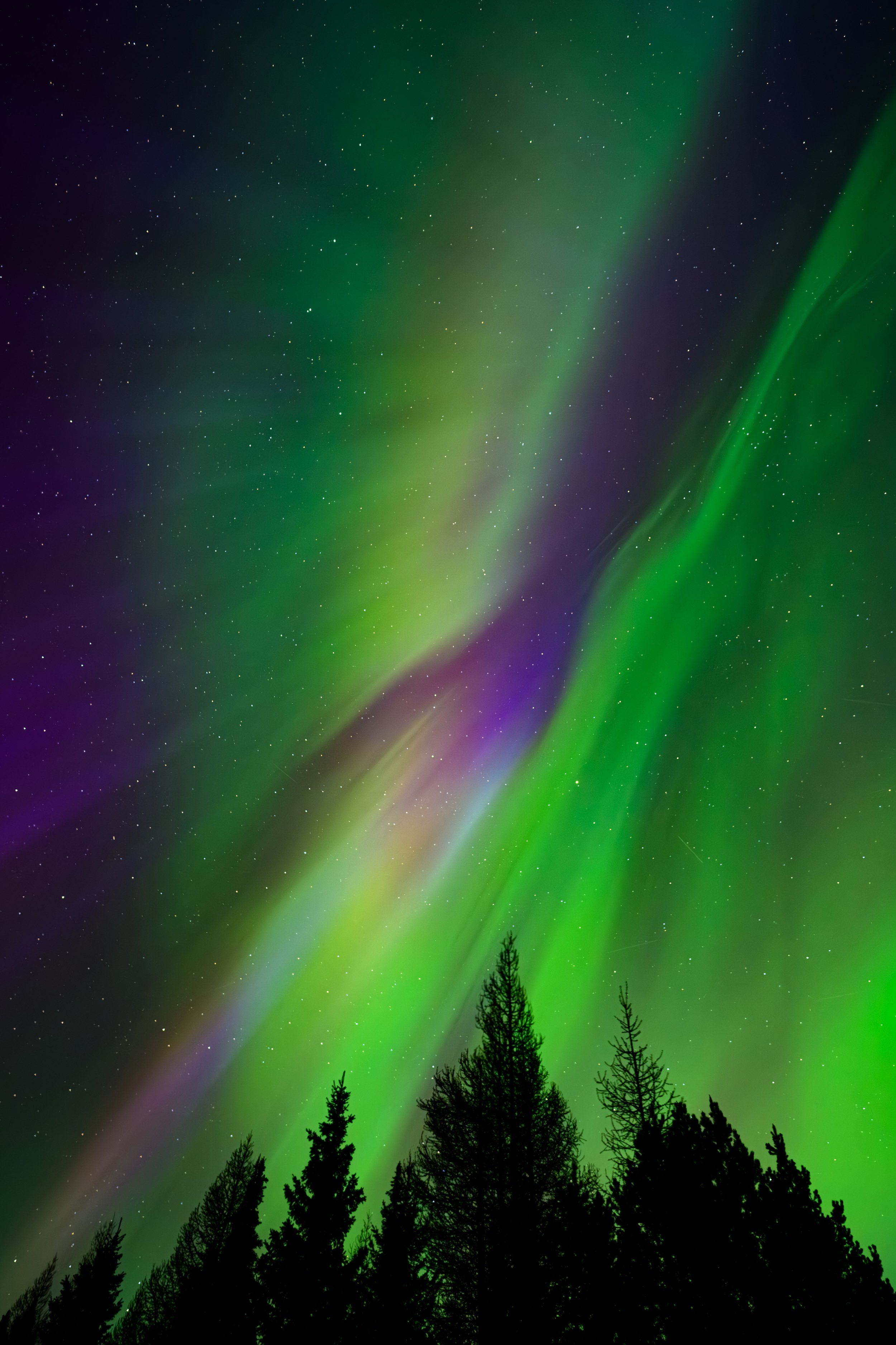 Aurora Borealis Tree Line