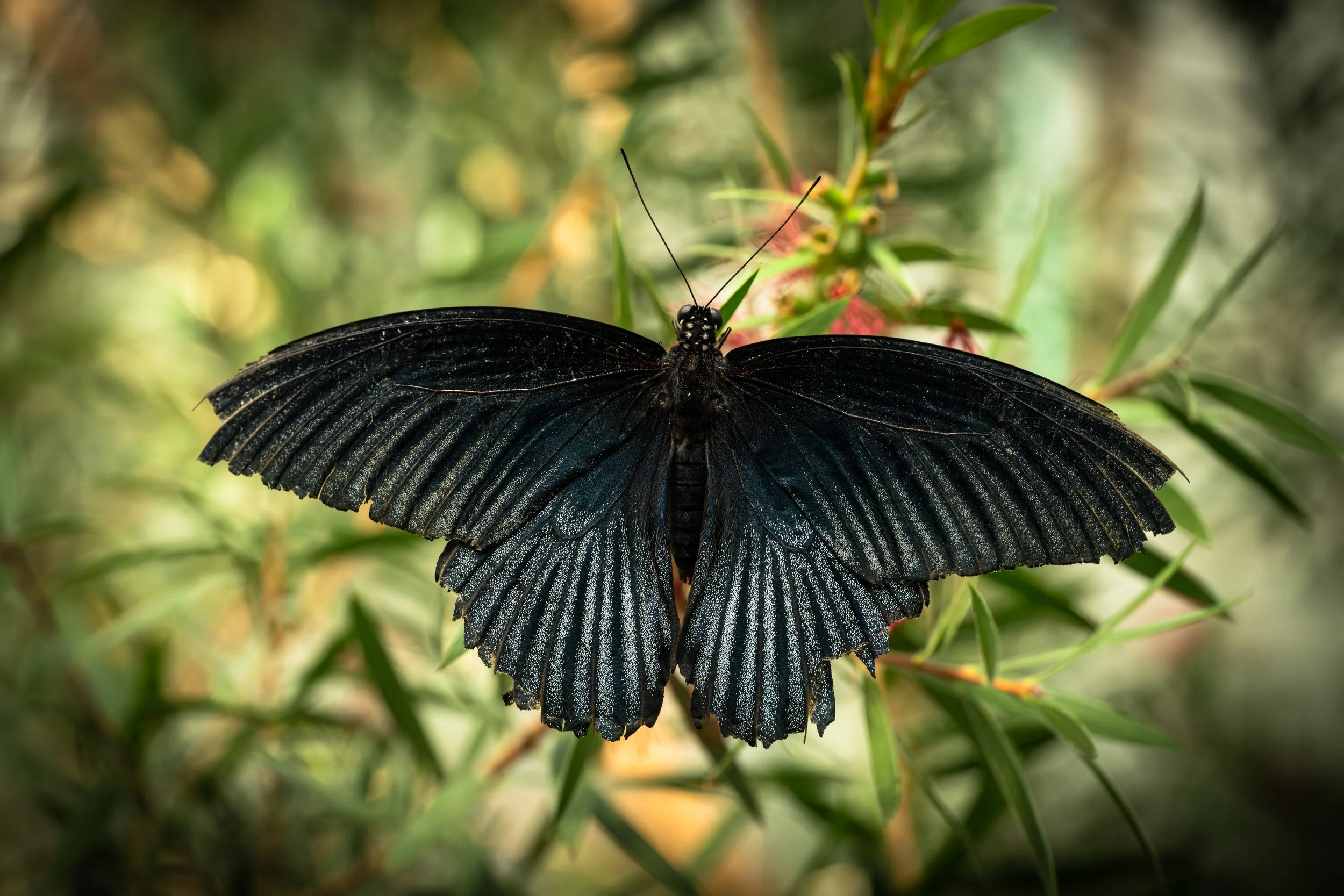 Swallowtail Butterfly resting on a green leaf