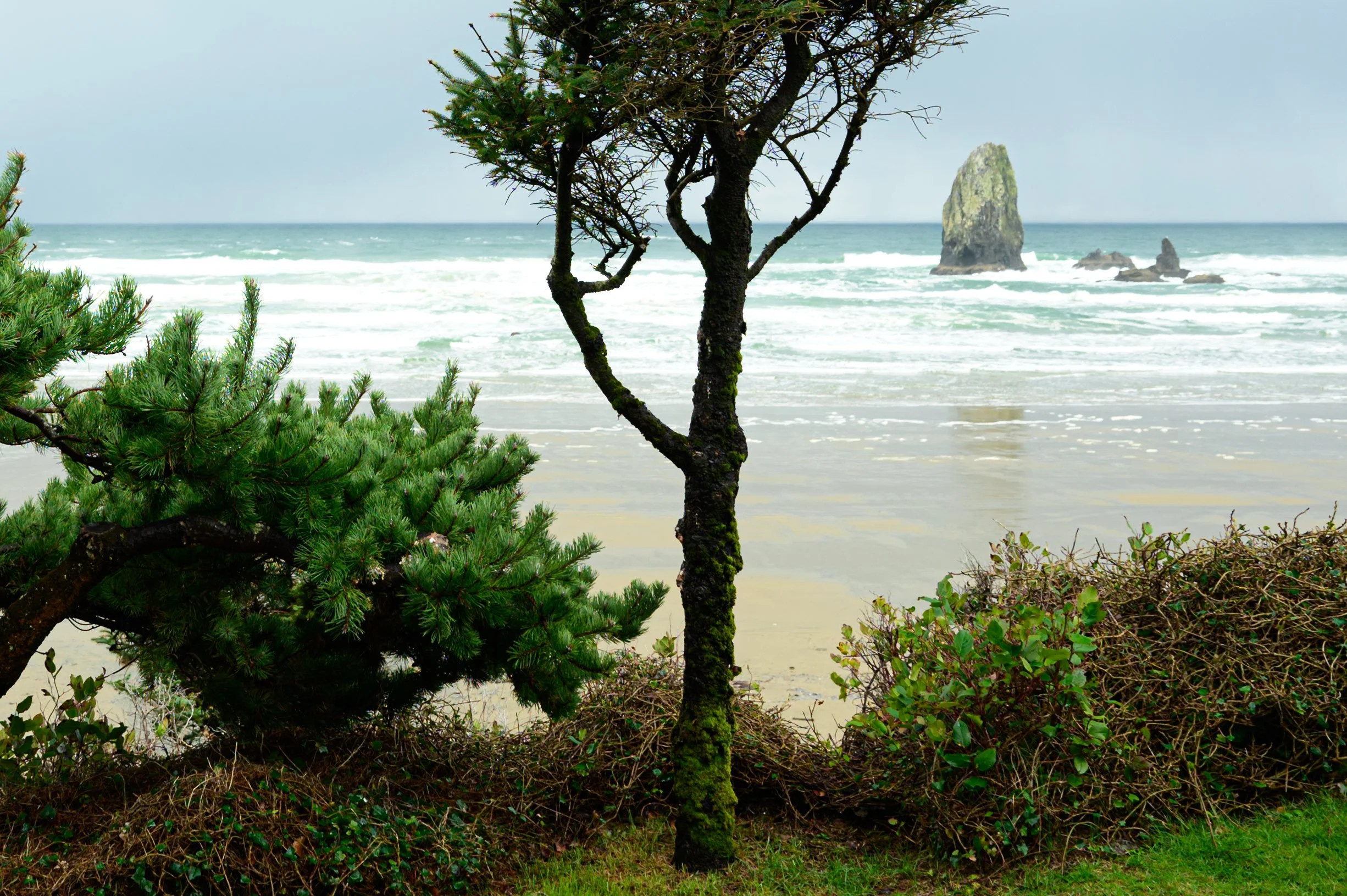 Oregon Coast Trees and Rock Formations