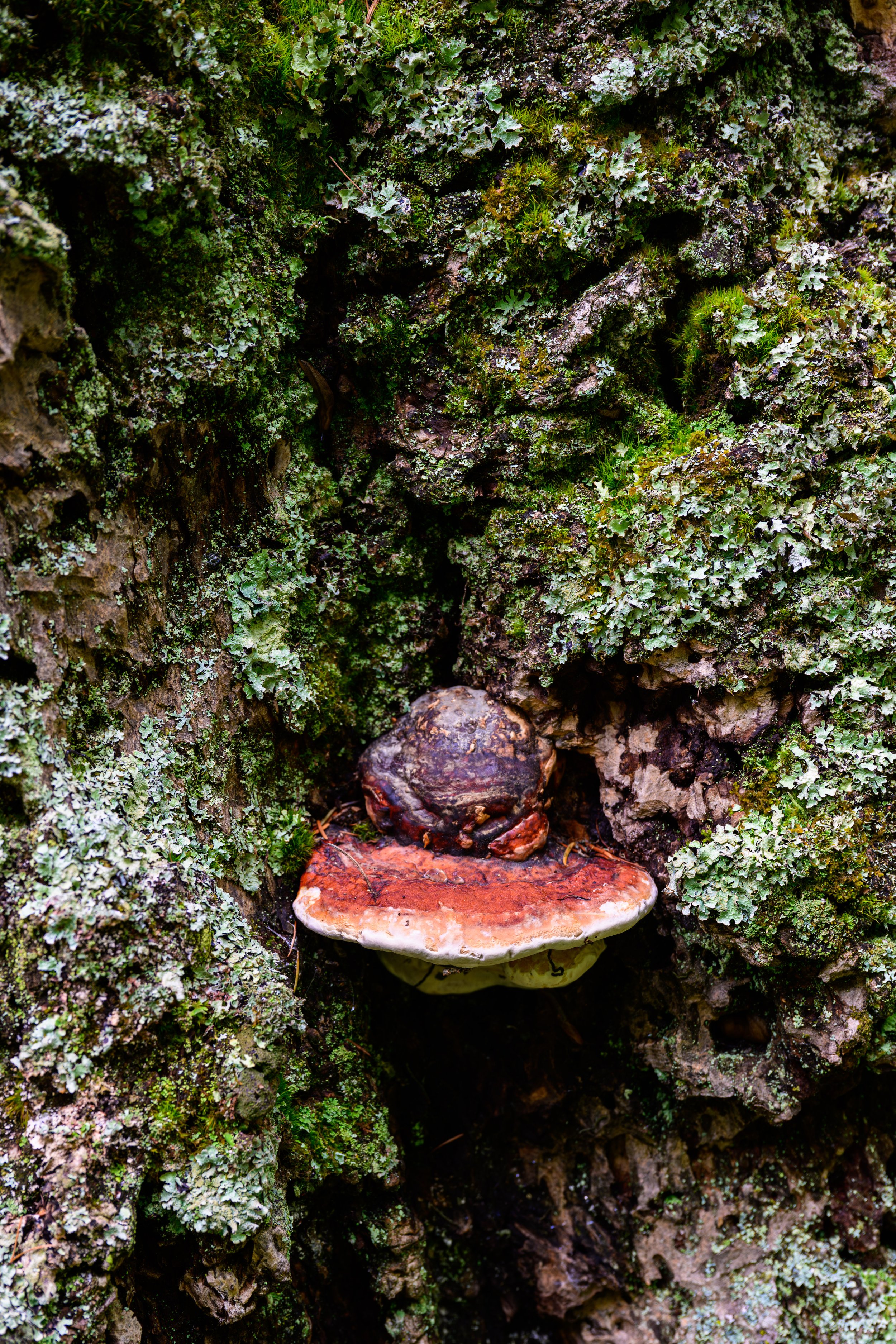 Print of a large mushroom with beautiful green macro life growing around