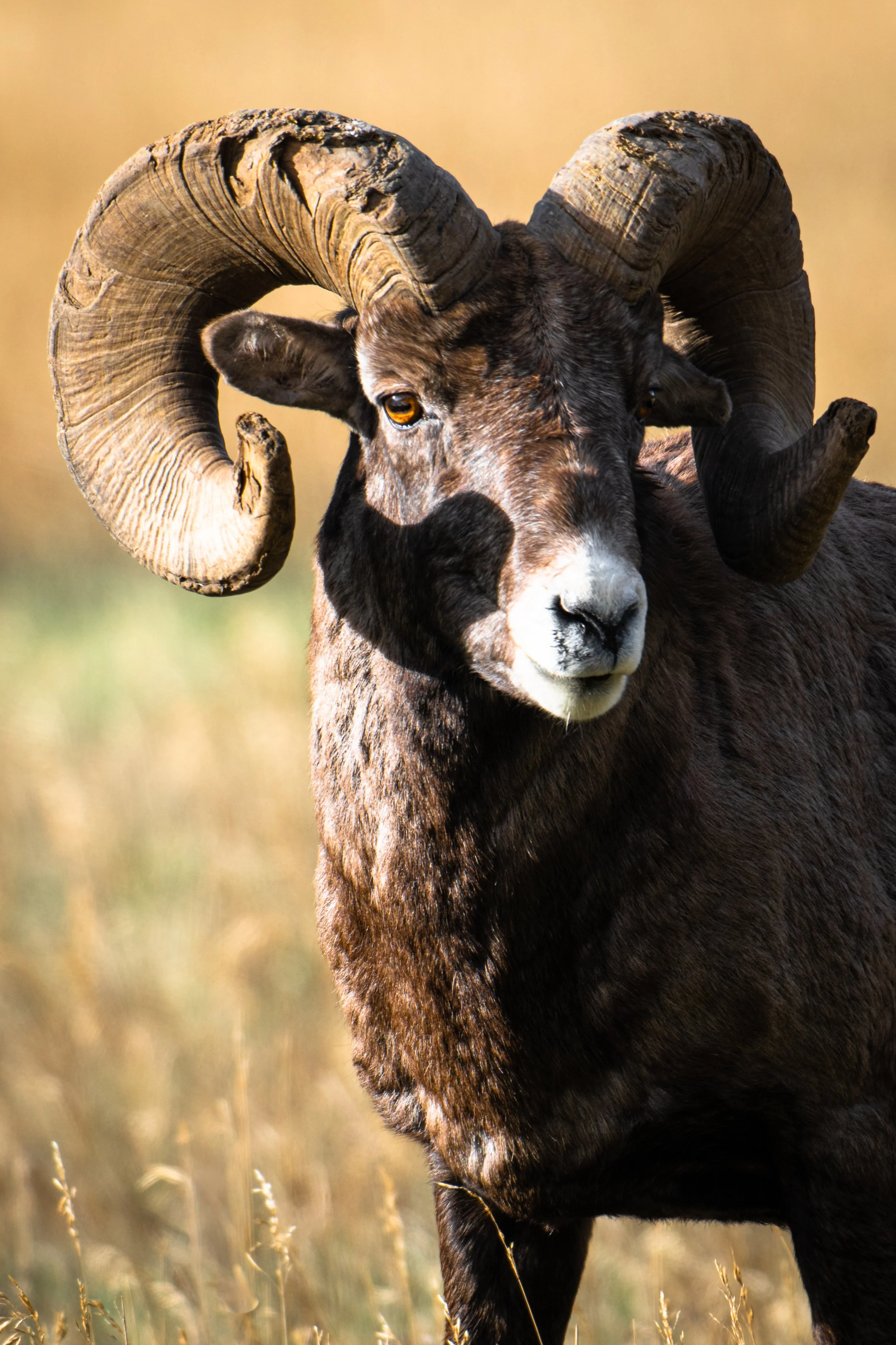 Big Horn Sheep