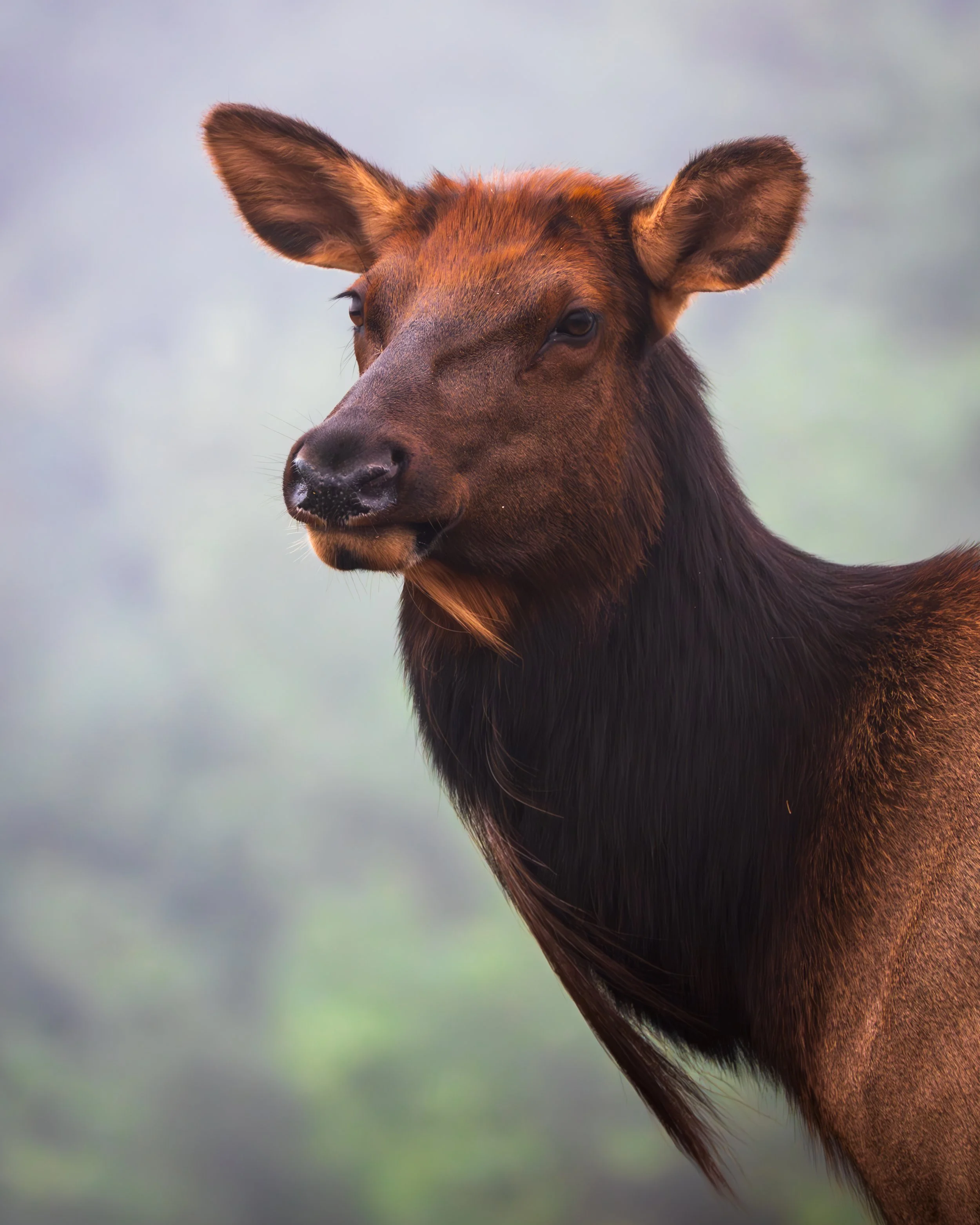 Cow Elk