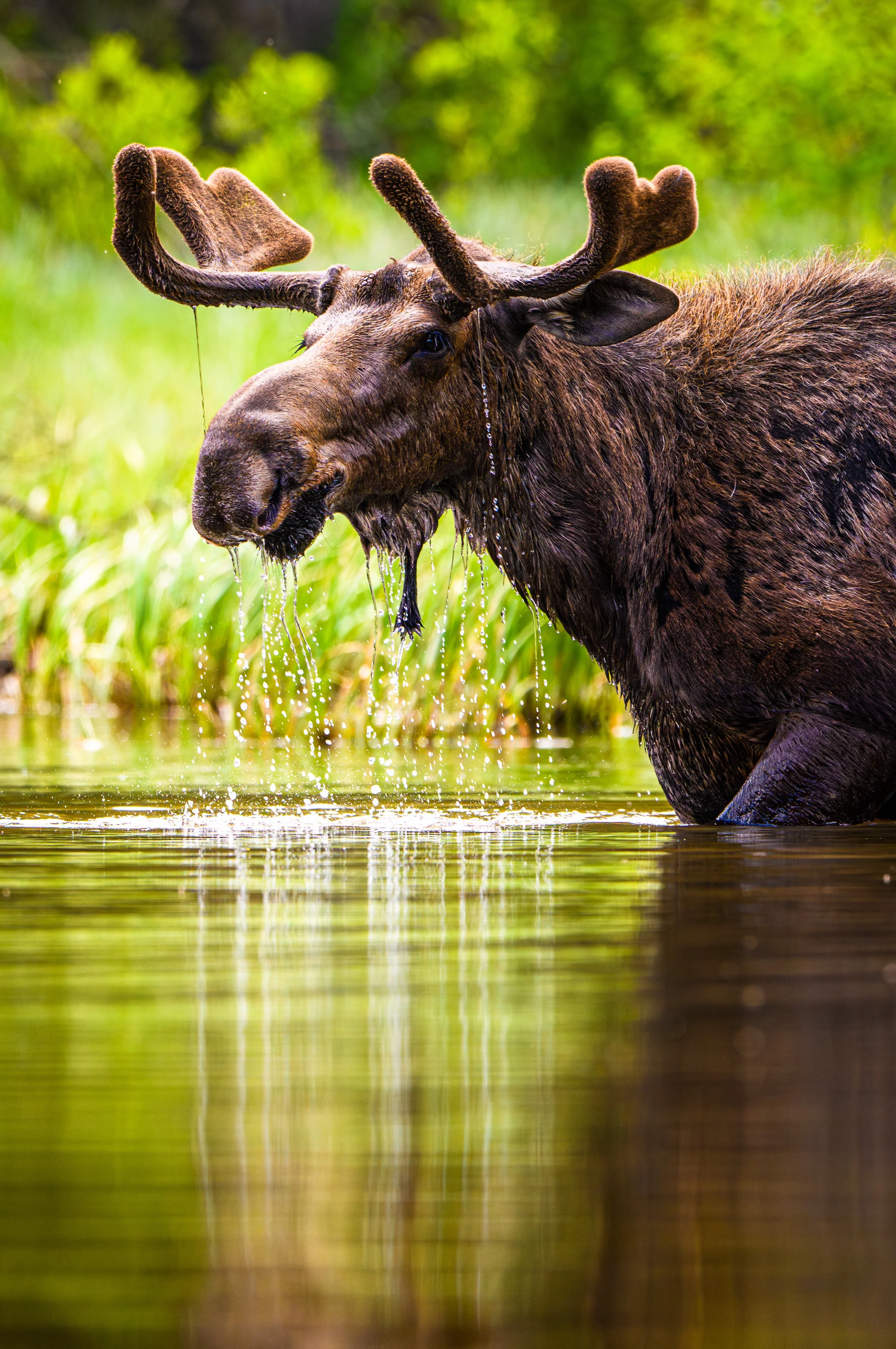 Elegant Moose - Tetons