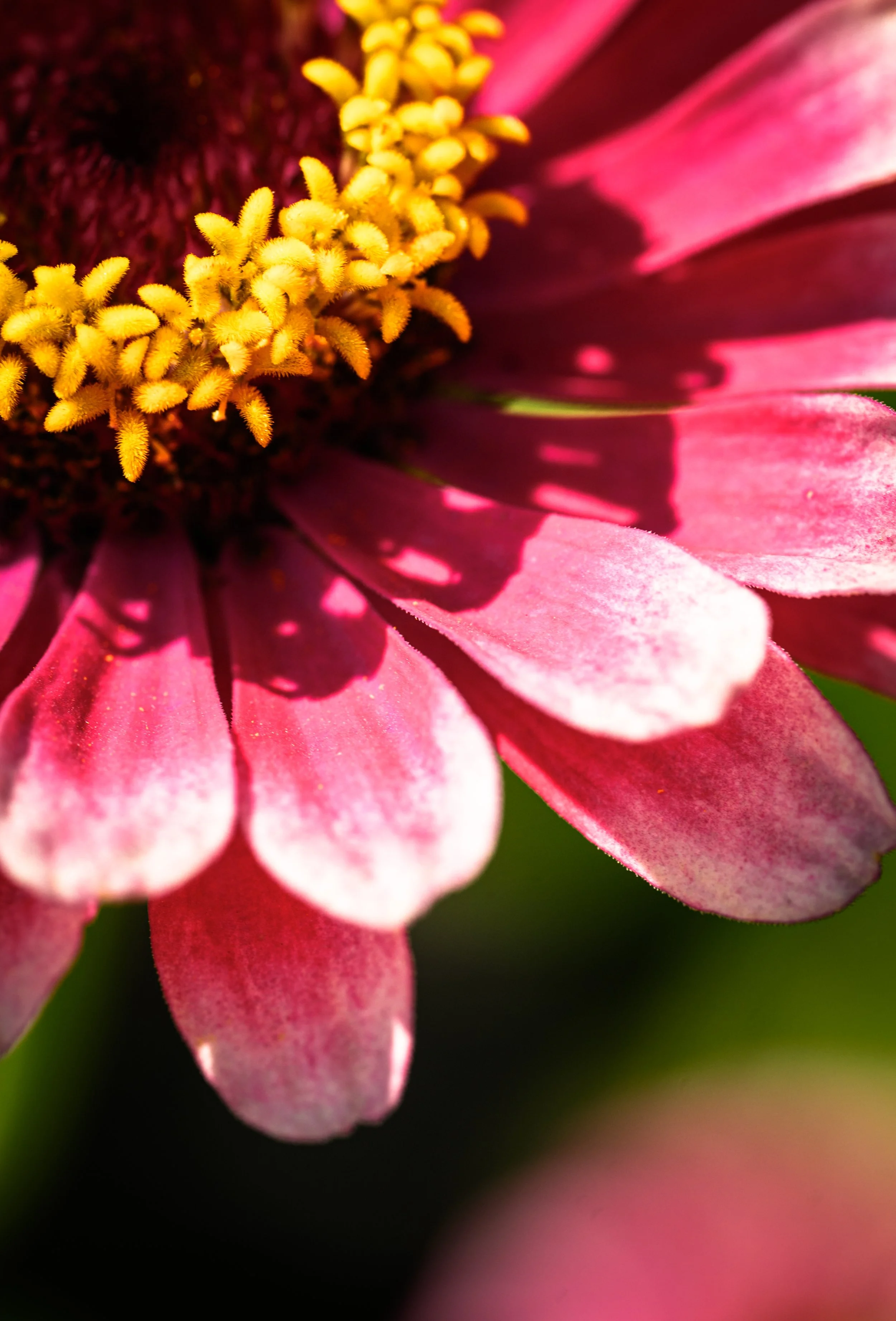 A summer portrait of the Zinnia Elegans
